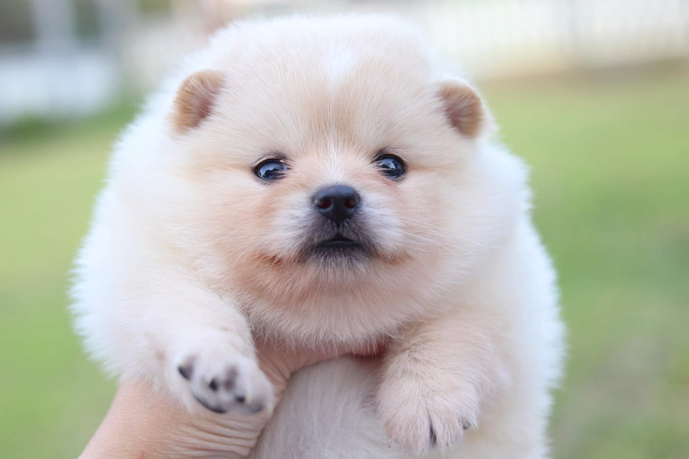 ปอมเมอเรเนียน เพศเมีย