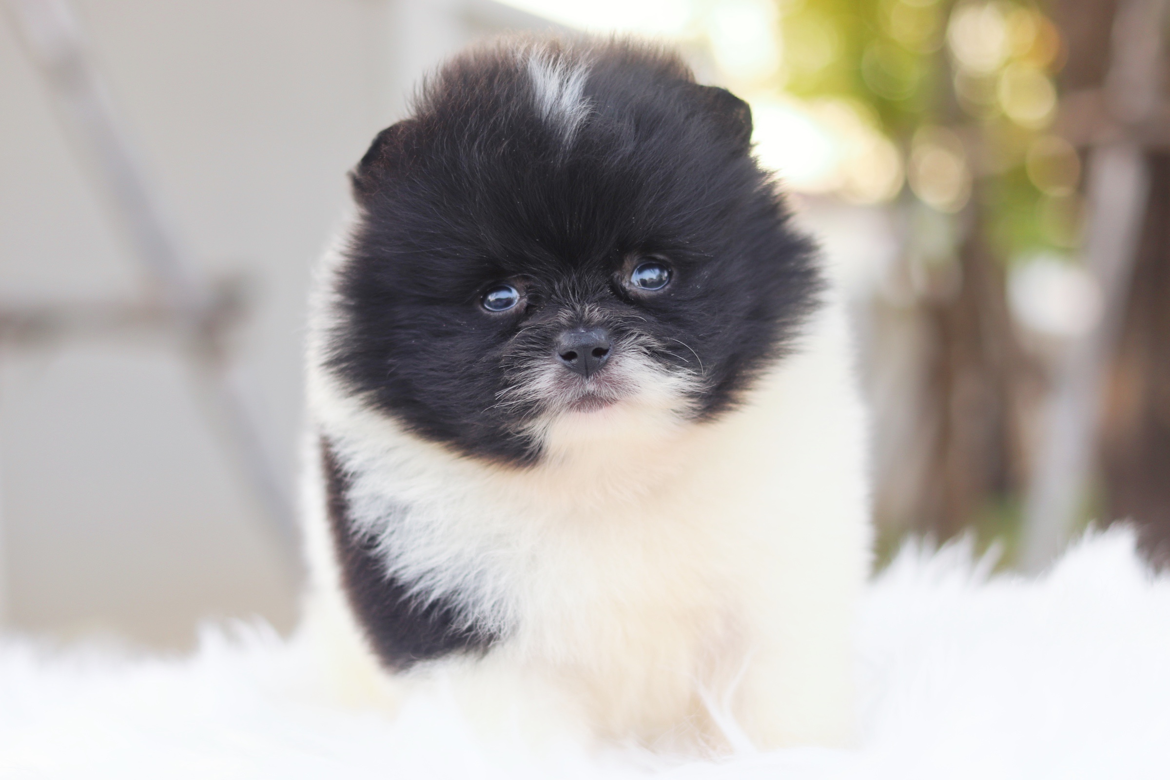 ปอมเมอเรเนียน เพศเมียสีแฟนซี