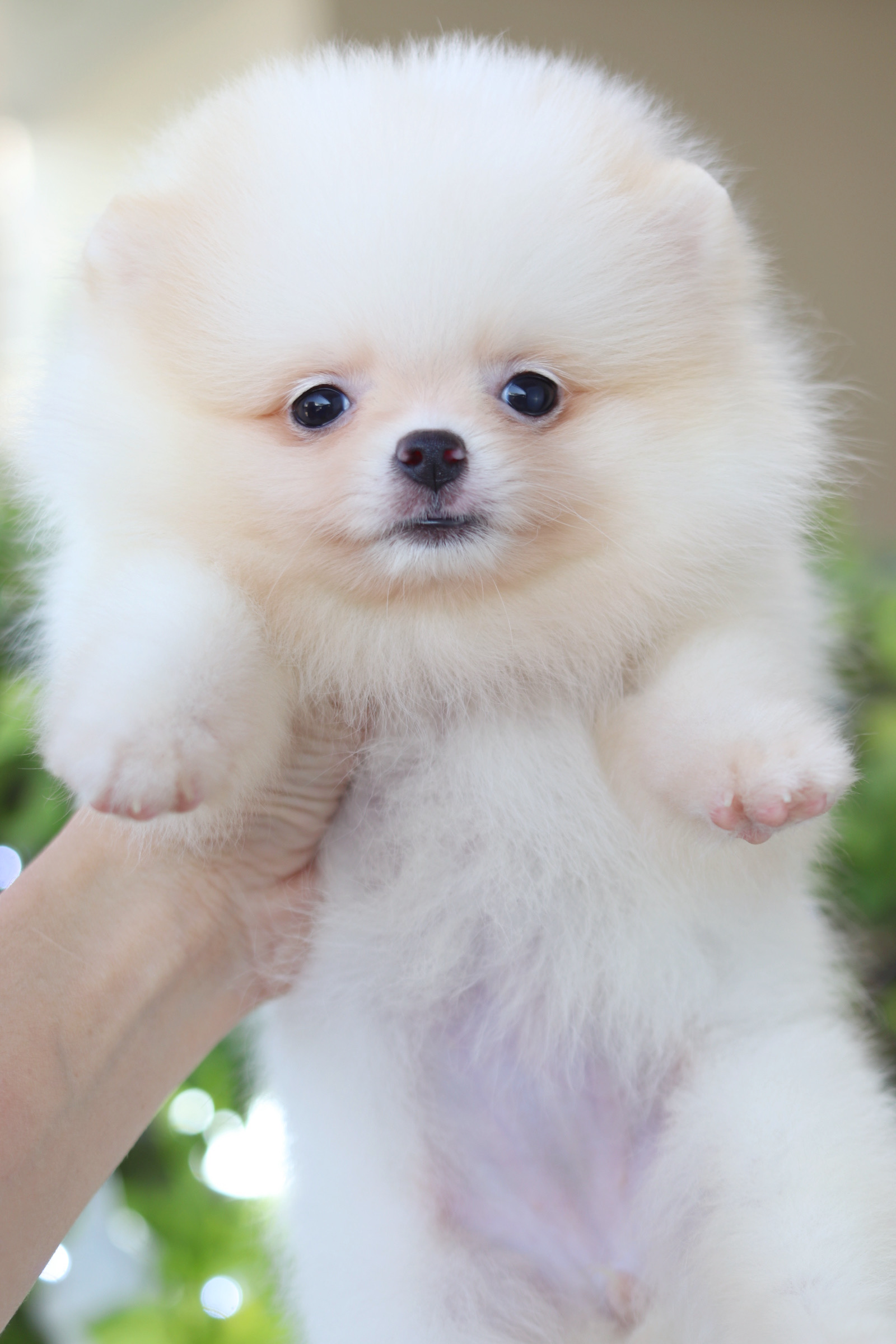 ปอมเมอเรเนียน เพศเมียสีครีม