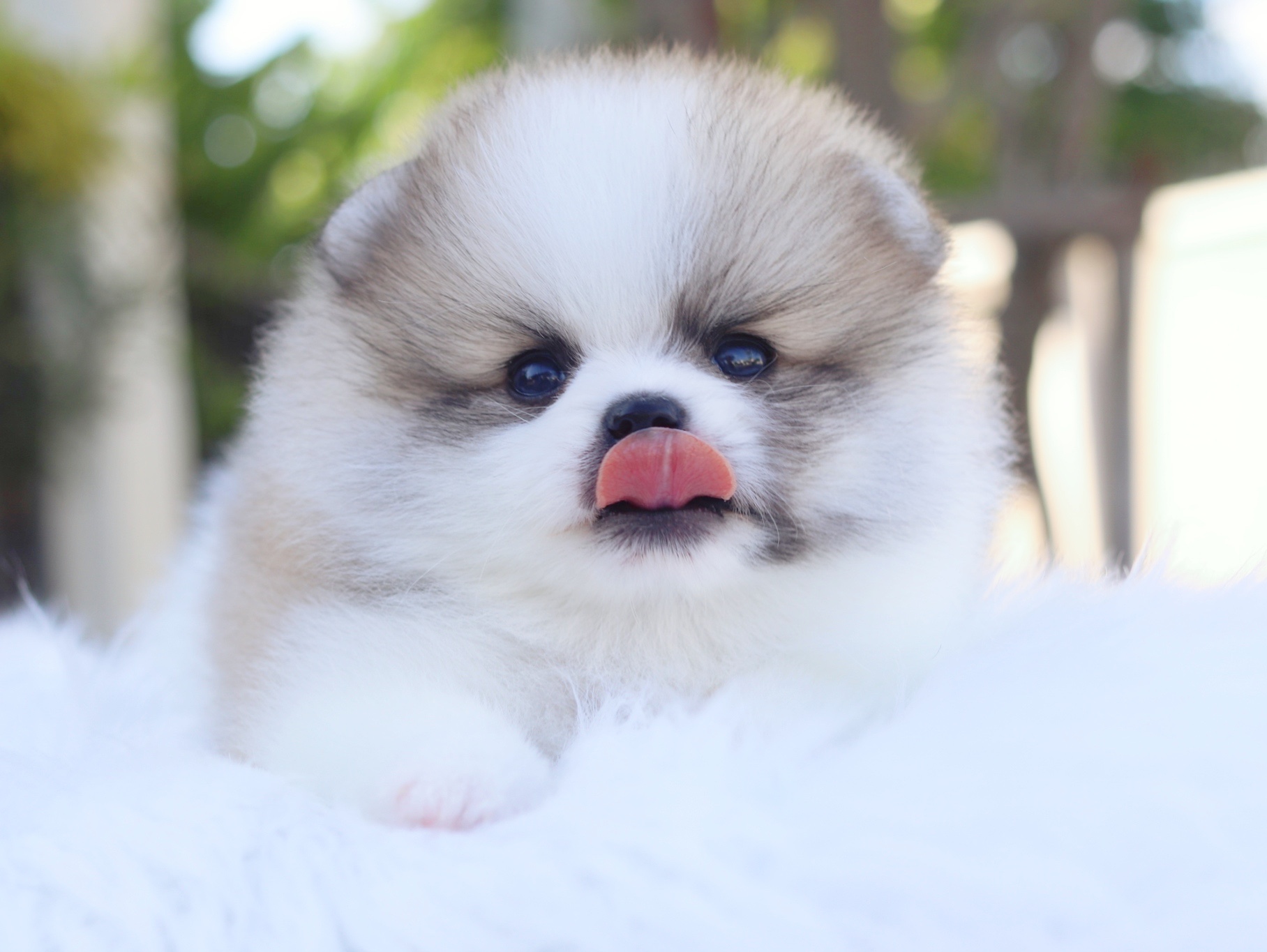 ปอมเมอเรเนียน เพศผู้สีแฟนซี