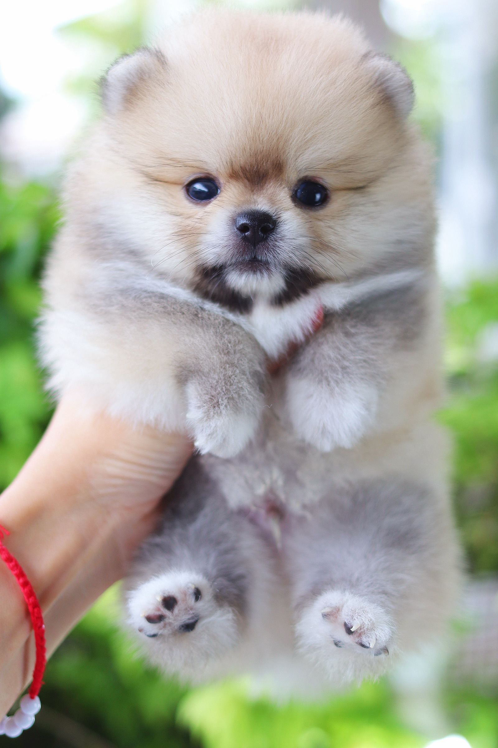 ปอมเมอเรเนียน เพศผู้สีส้ม เกรดโชว์