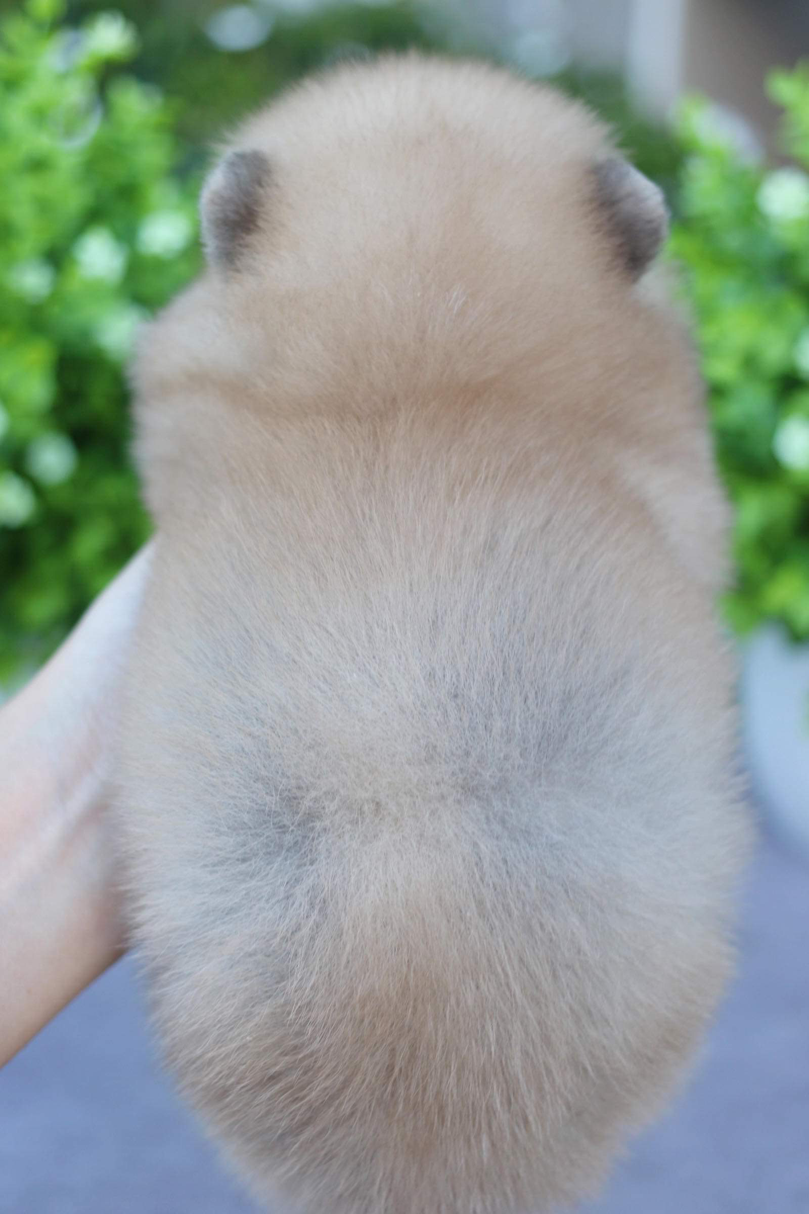 ปอมเมอเรเนียน เพศเมีย
