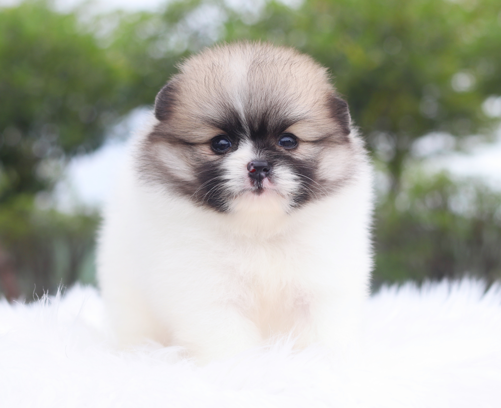 ปอมเมอเรเนียน เพศเมีย สีแฟนซี