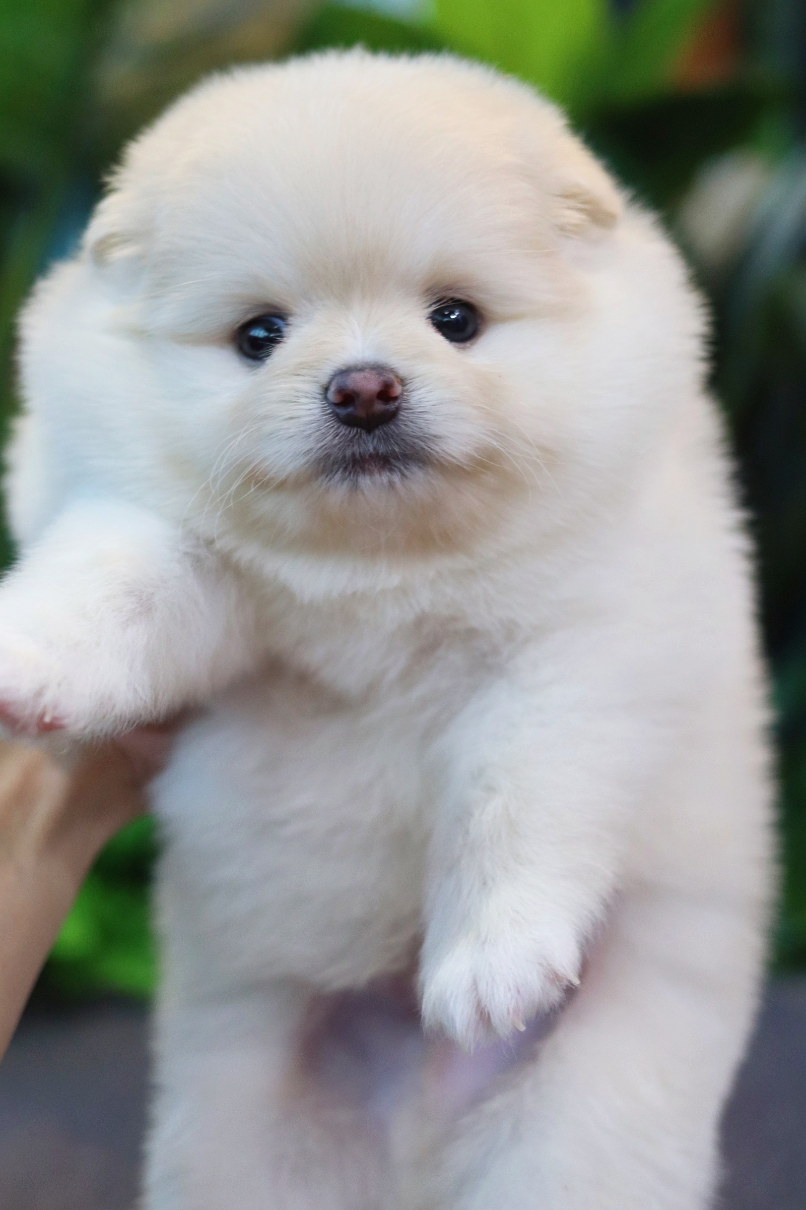 ปอมเมอเรเนียน เพศผู้ สีขาวครีม