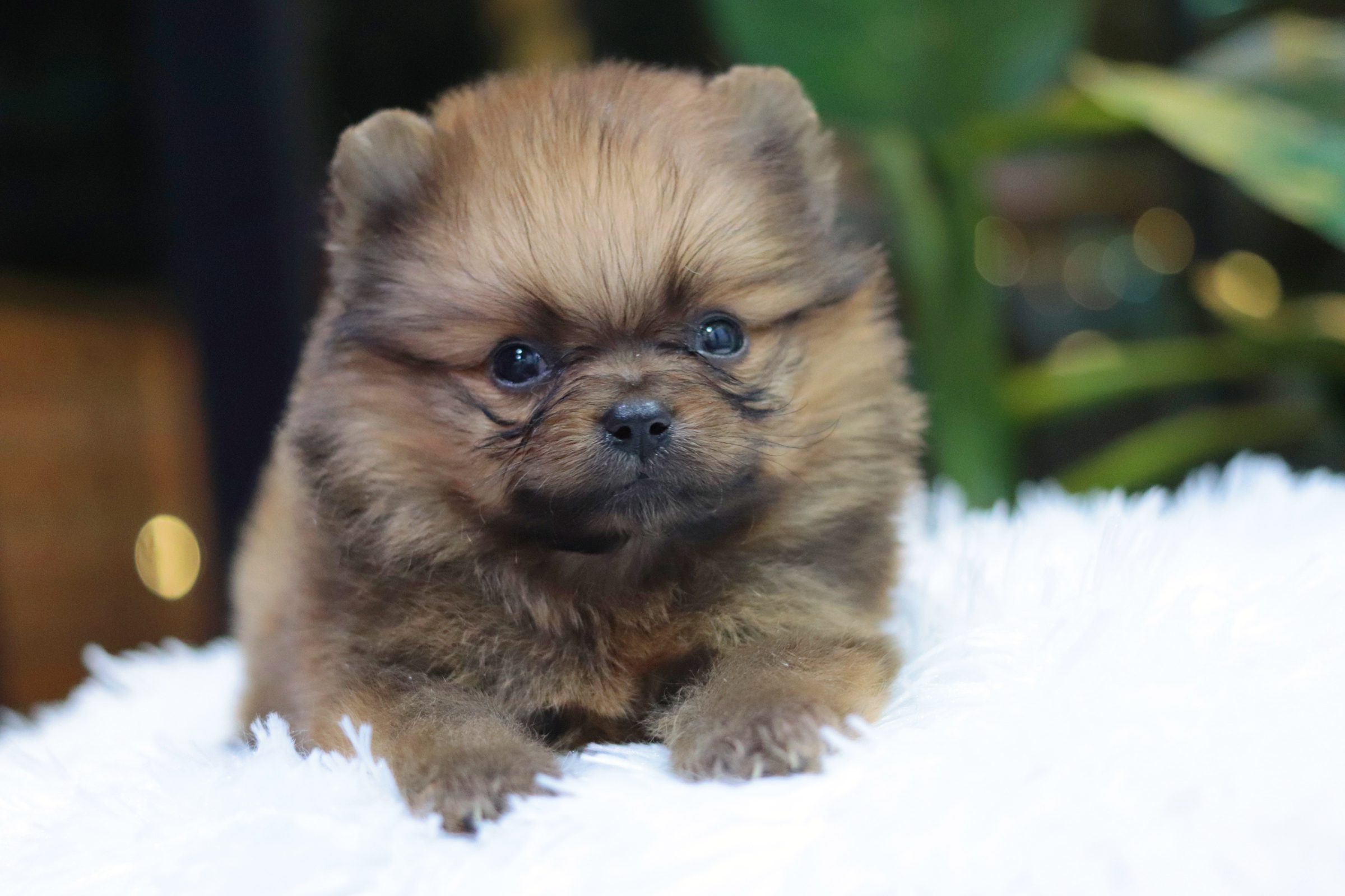 ปอมเมอเรเนียน เพศผู้