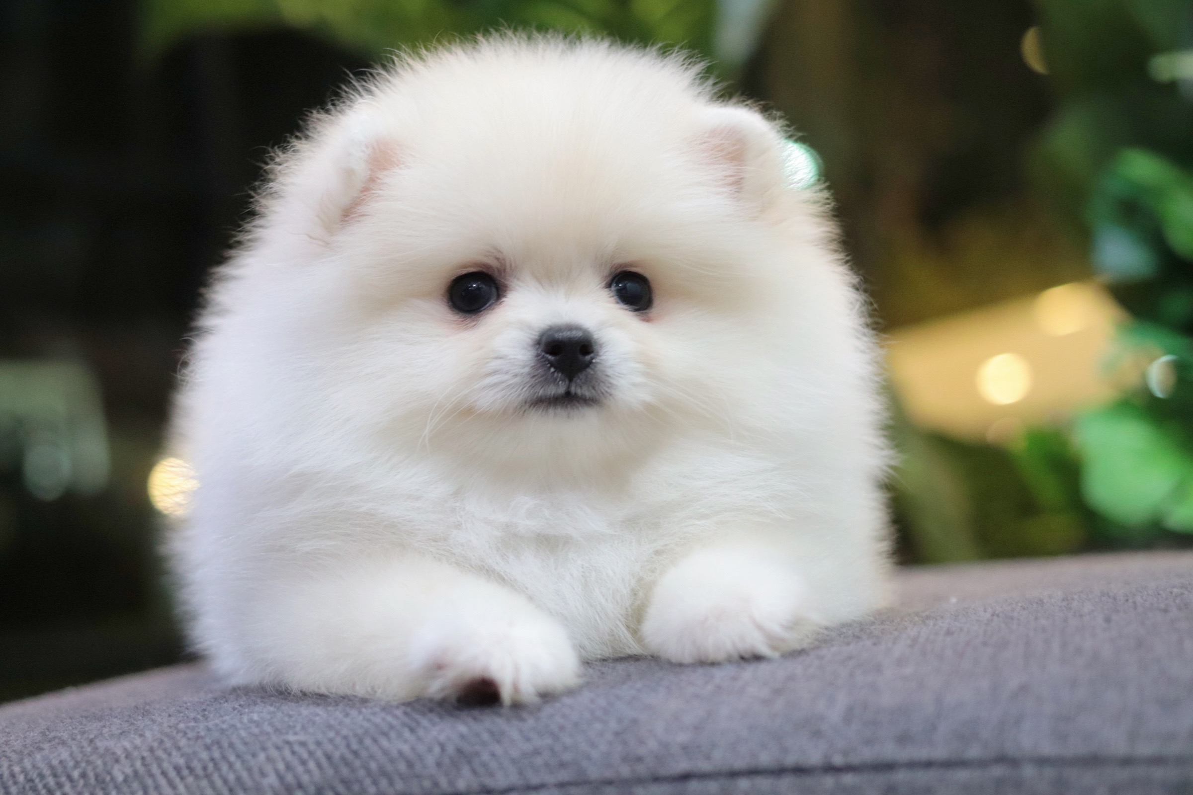 ปอมเมอเรเนียน เพศเมียขาวครีม