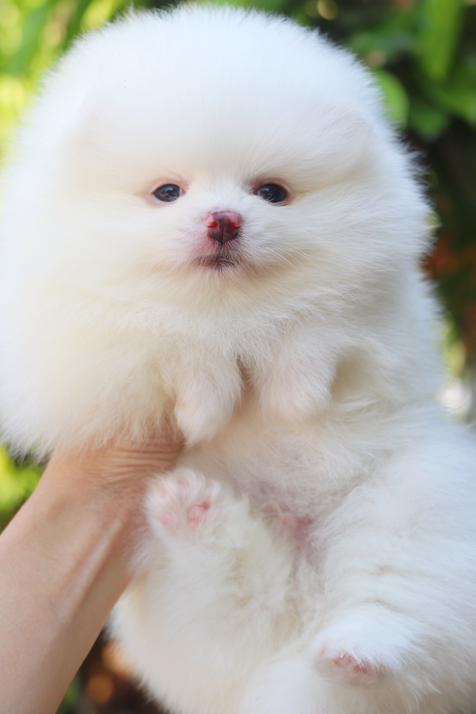 ปอมเมอเรเนียน เพศผู้ สีขาวครีม เกรดโชว์