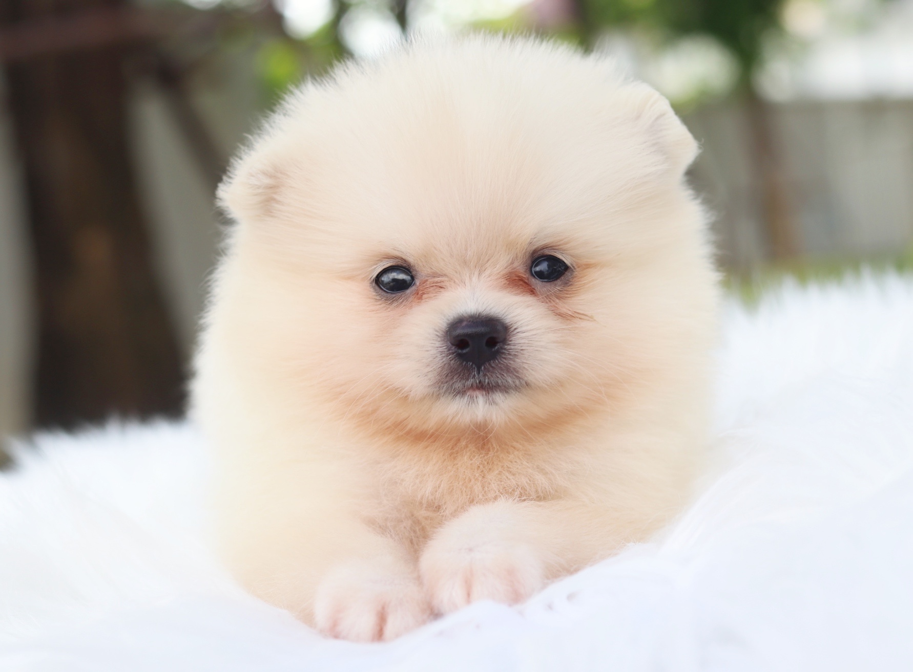 ปอมเมอเรเนียน เพศผู้ สีขาวครีม