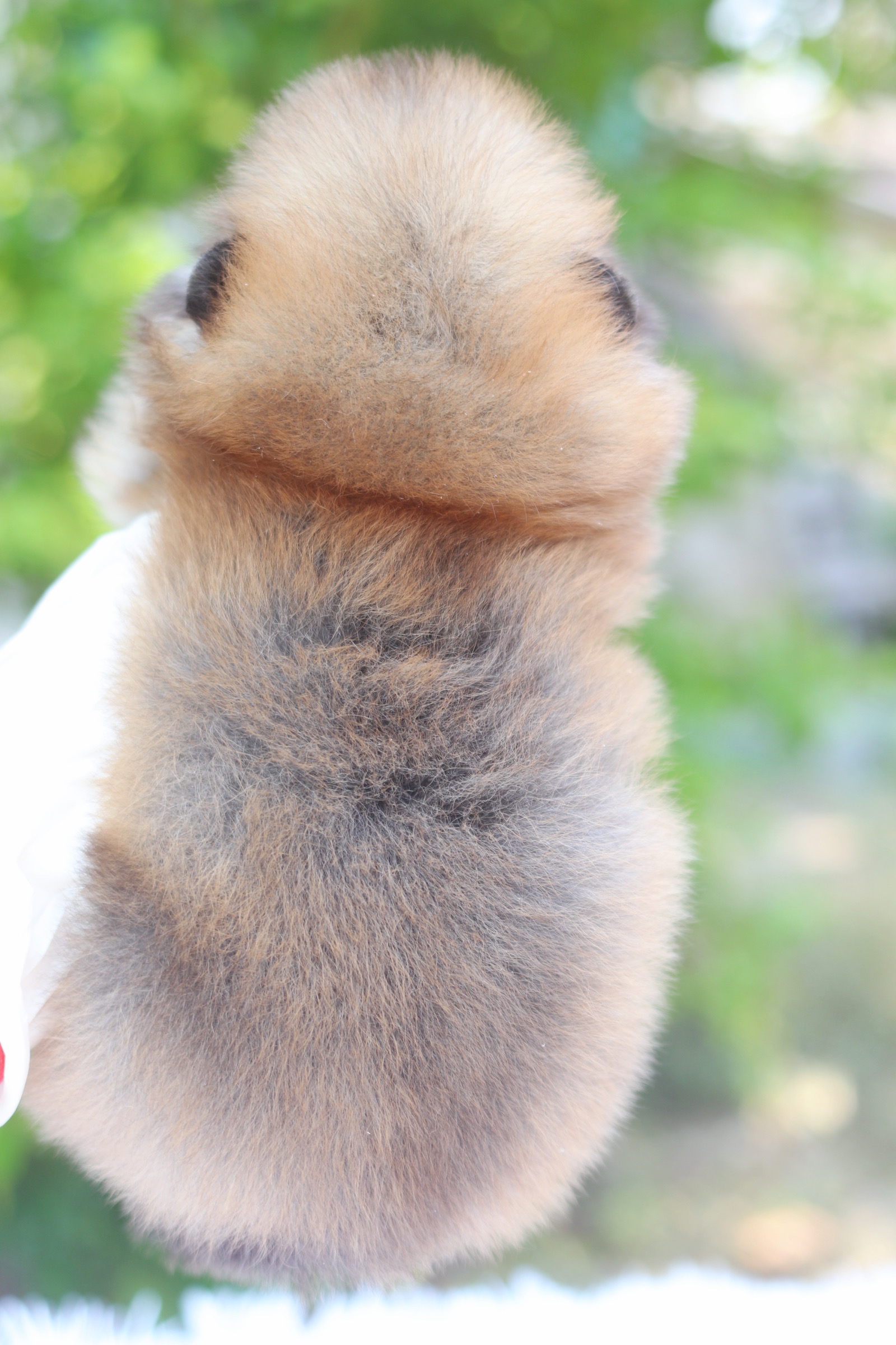 ปอมเมอเรเนียน เพศผู้ สีส้ม