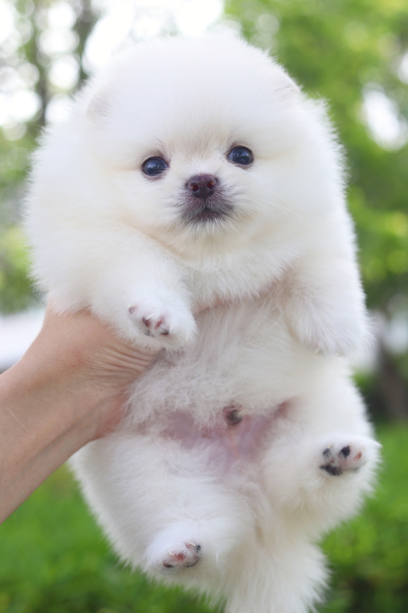 ปอมเมอเรเนียน เพศผู้สีขาวครีมเกรดโชว์