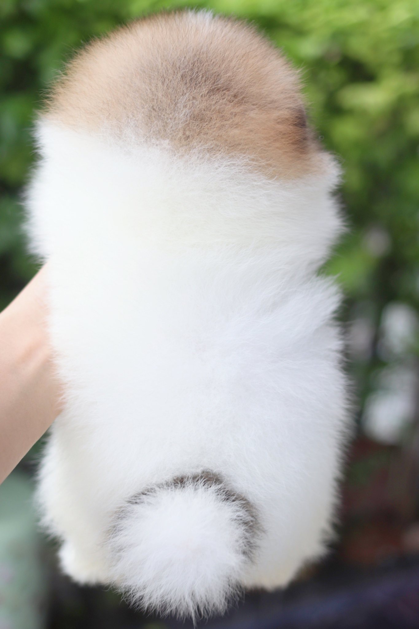 ปอมเมอเรเนียน เพศเมียสีแฟนซี