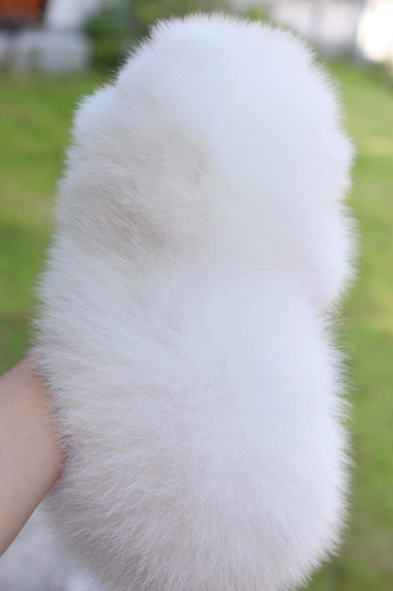 ปอมเมอเรเนียน เพศเมีย