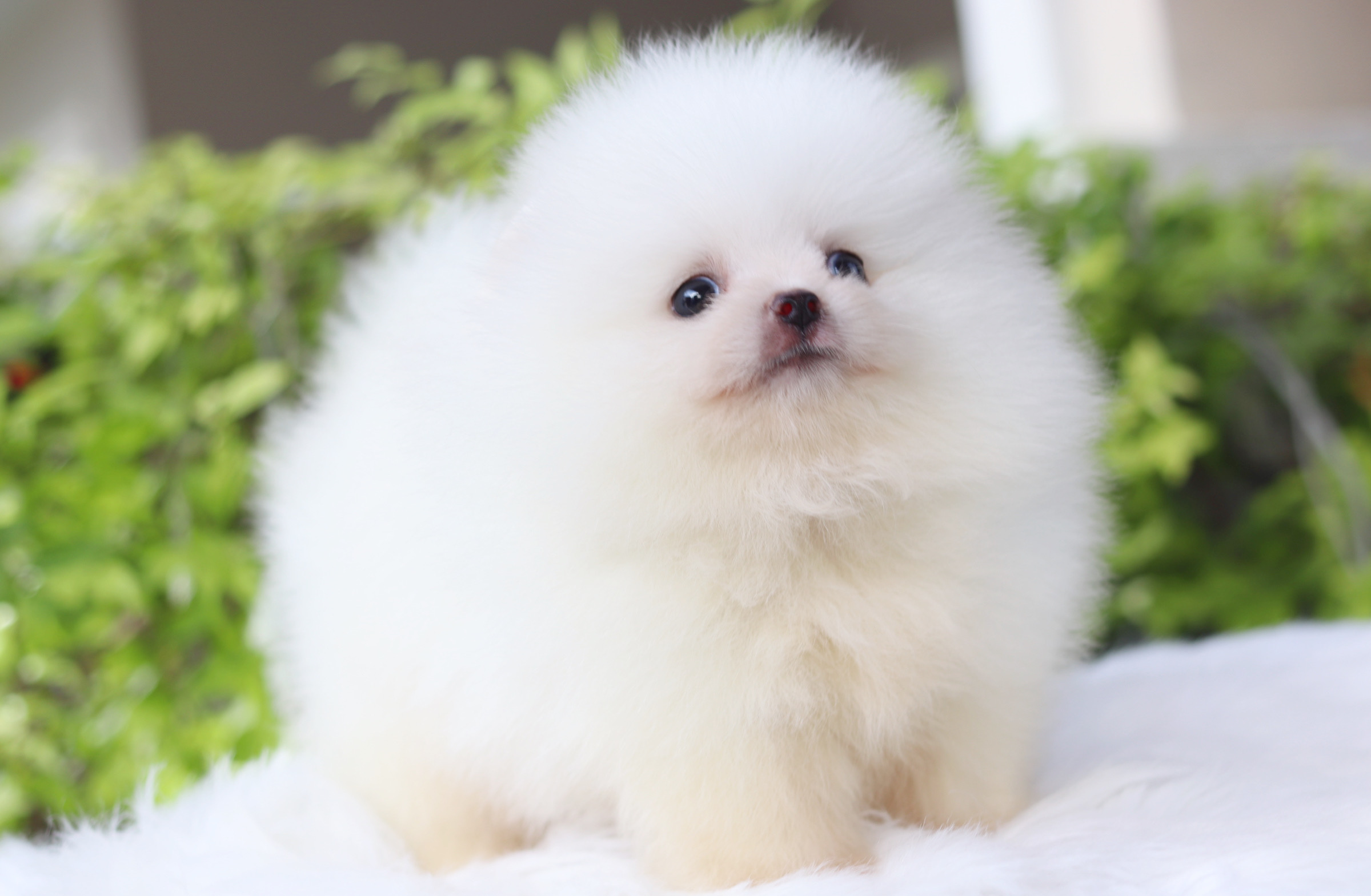 ปอมเมอเรเนียน เพศผู้สีขาวครีมเกรดโชว์