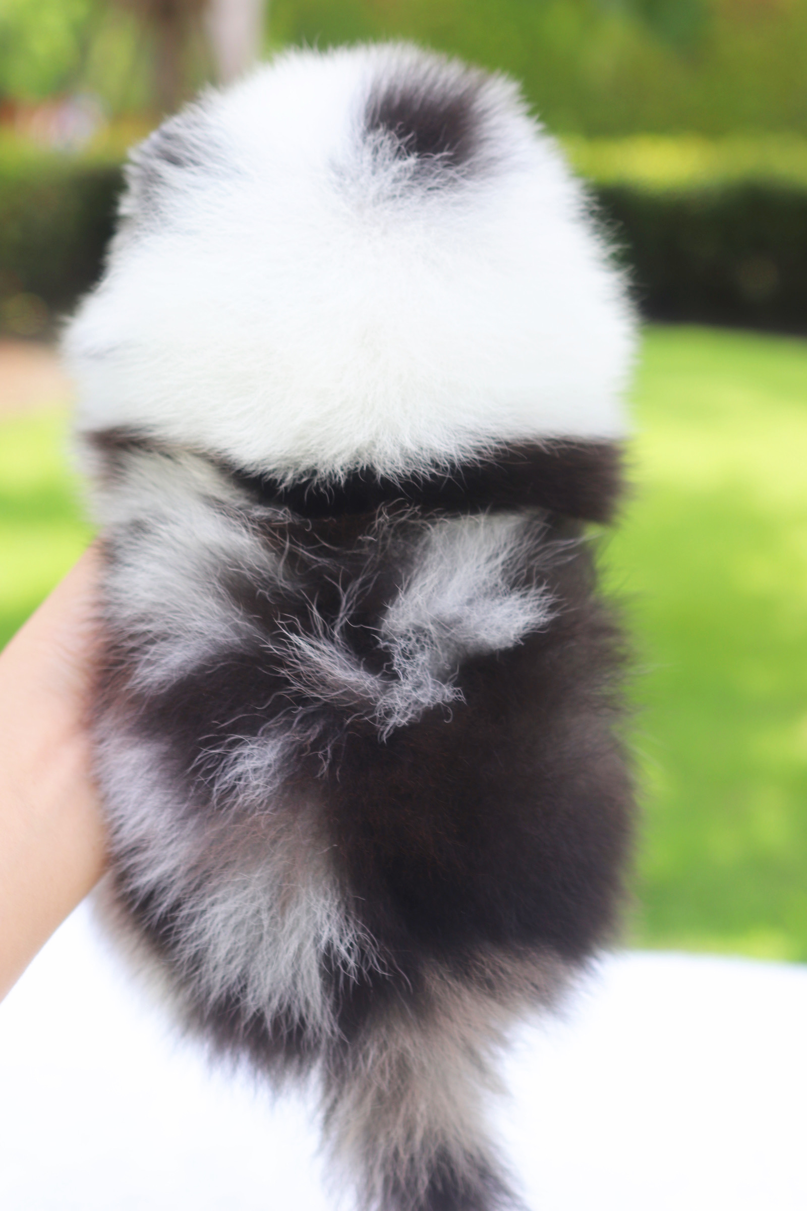 ปอมเมอเรเนียน เพศผู้ สีเมอร์เร่ ตาสีฟ้าคู่ เกรดโชว์