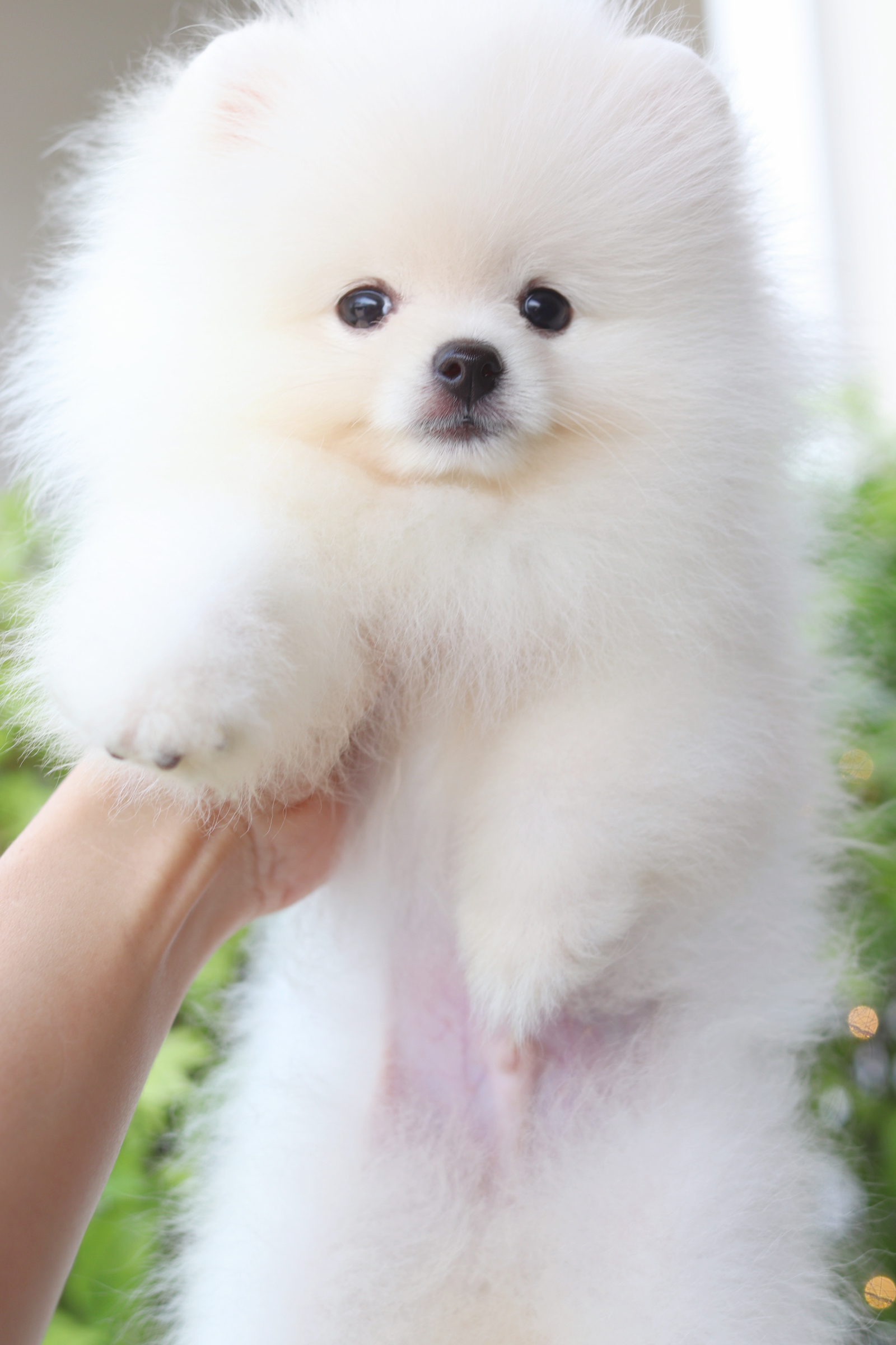 ปอมเมอเรเนียน เพศผู้สีขาวครีม