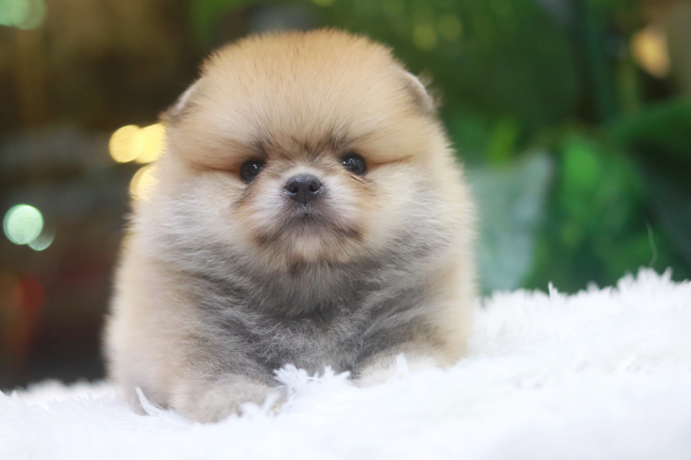 ปอมเมอเรเนียน เพศเมียสีส้ม หน้าตุ๊กตา ขนแน่น