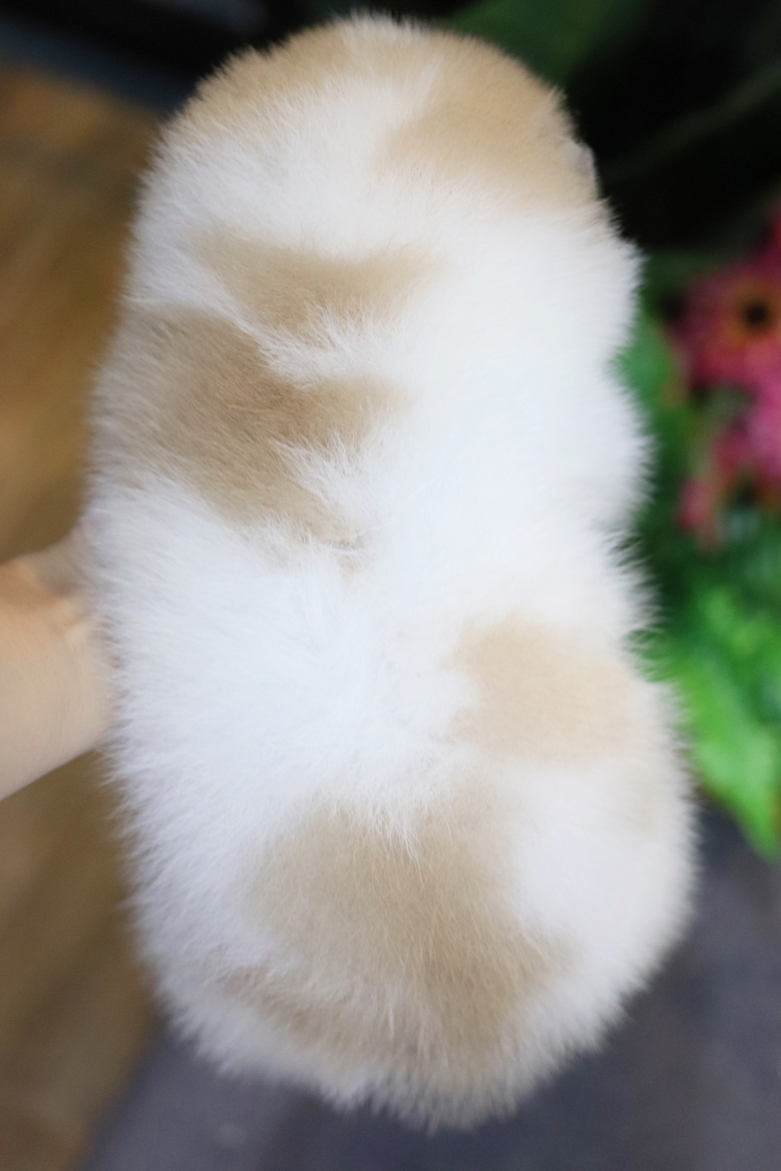 ปอมเมอเรเนียน เพศเมียแฟนซีหน้าฟ็อก