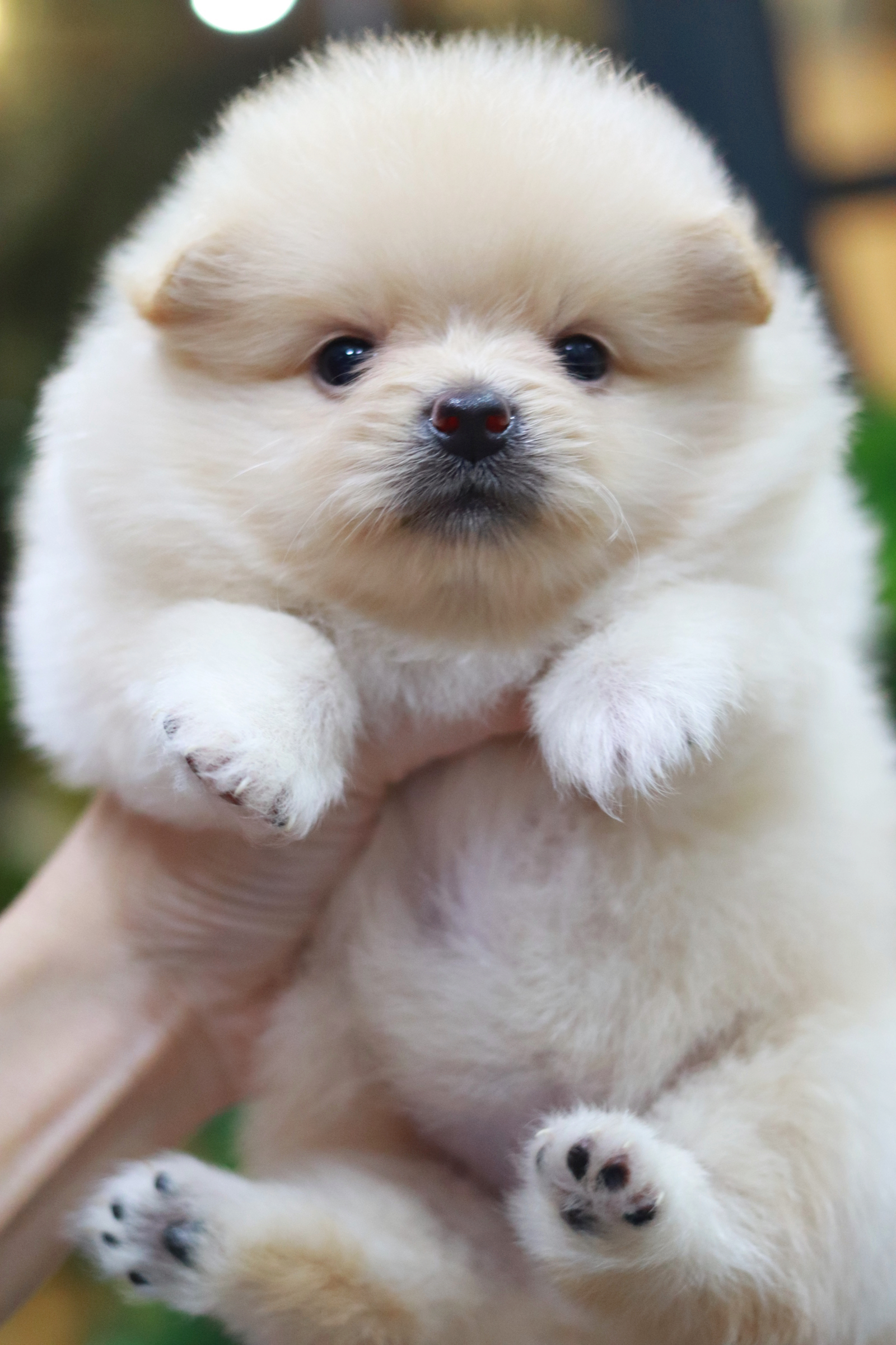 ปอมเมอเรเนียน เพศเมียสีครีม