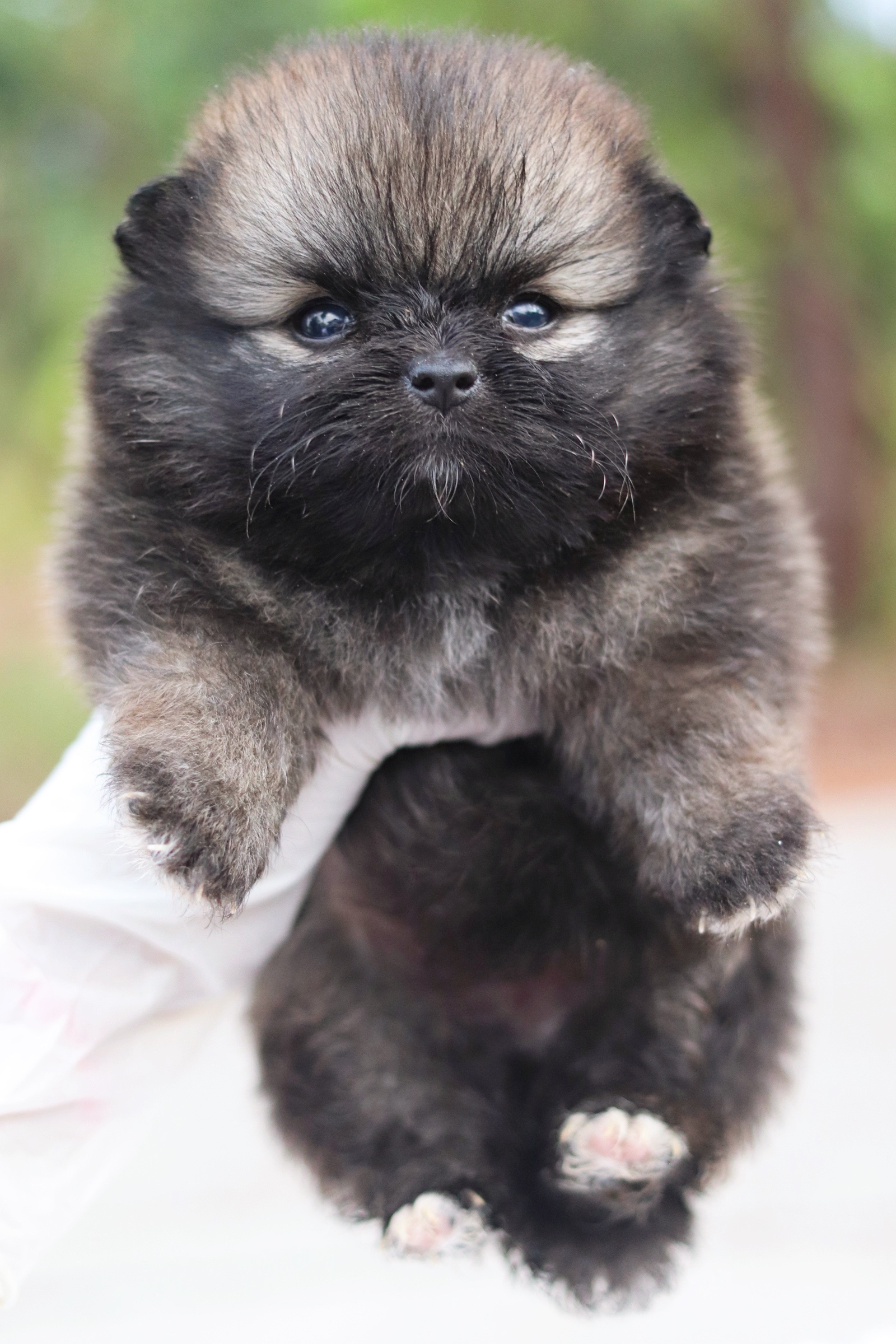 ปอมเมอเรเนียน เพศเมียสีส้ม