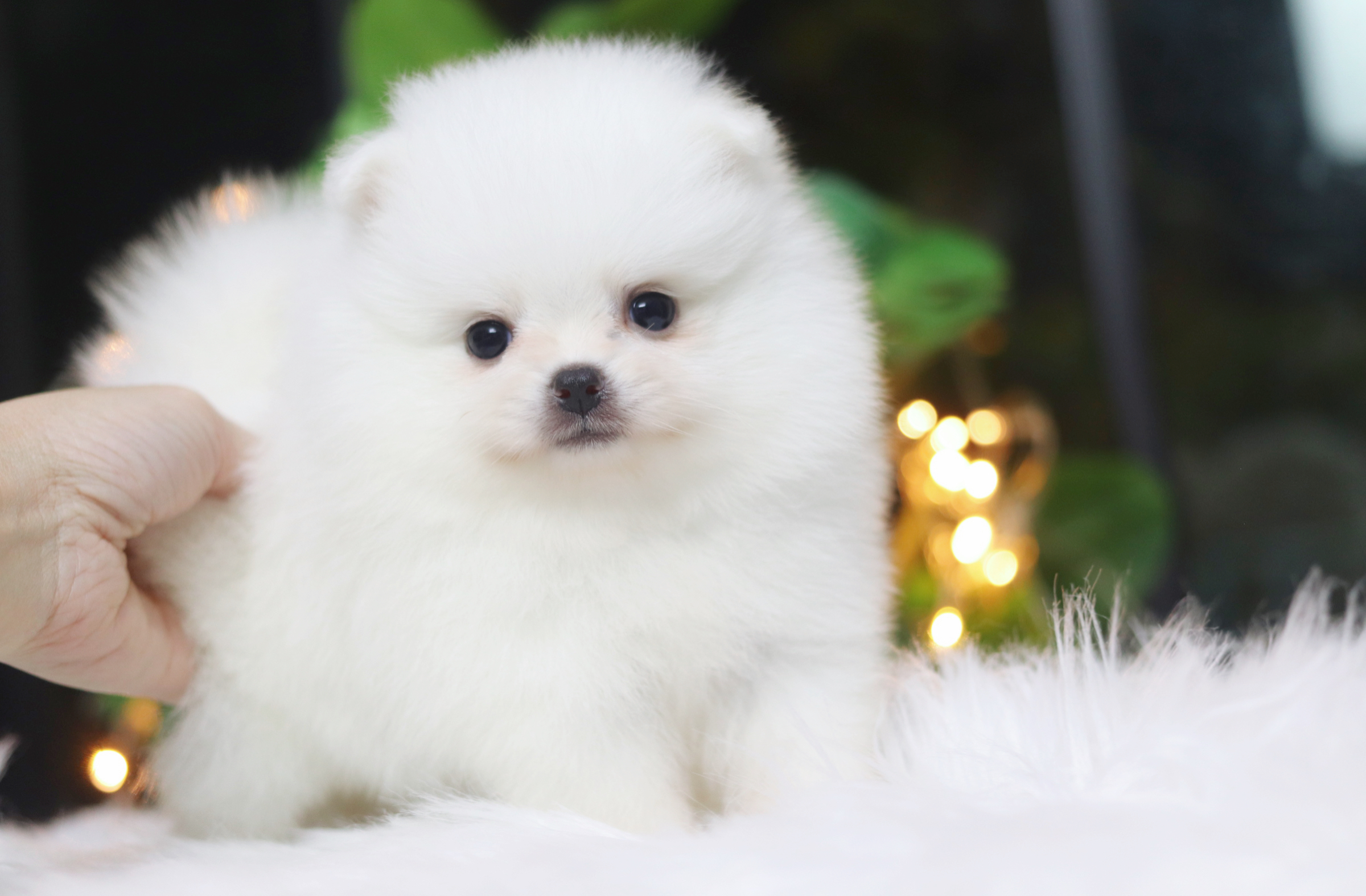 ปอมเมอเรเนียน เพศเมียสีขาวครีมเกรดโชว์