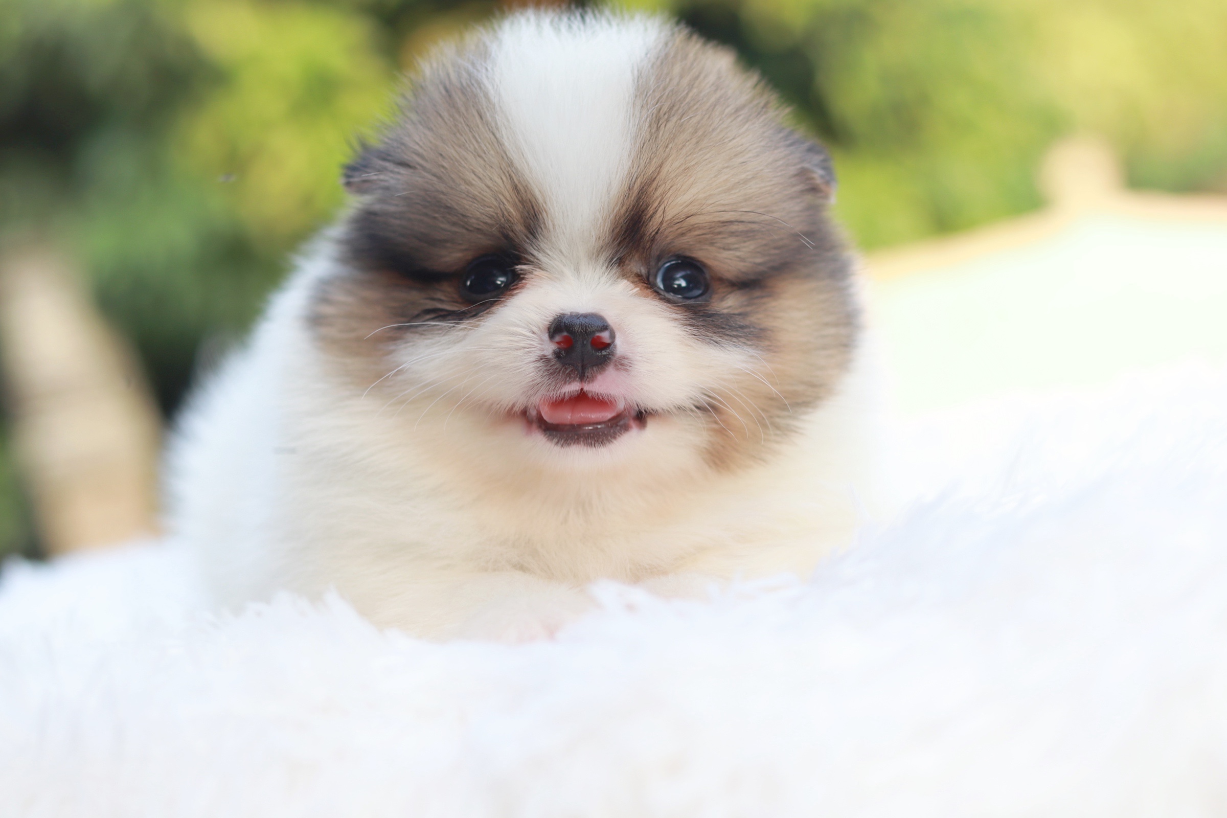 ปอมเมอเรเนียน เพศผู้ สีแฟนซี หน้าฟ็อก