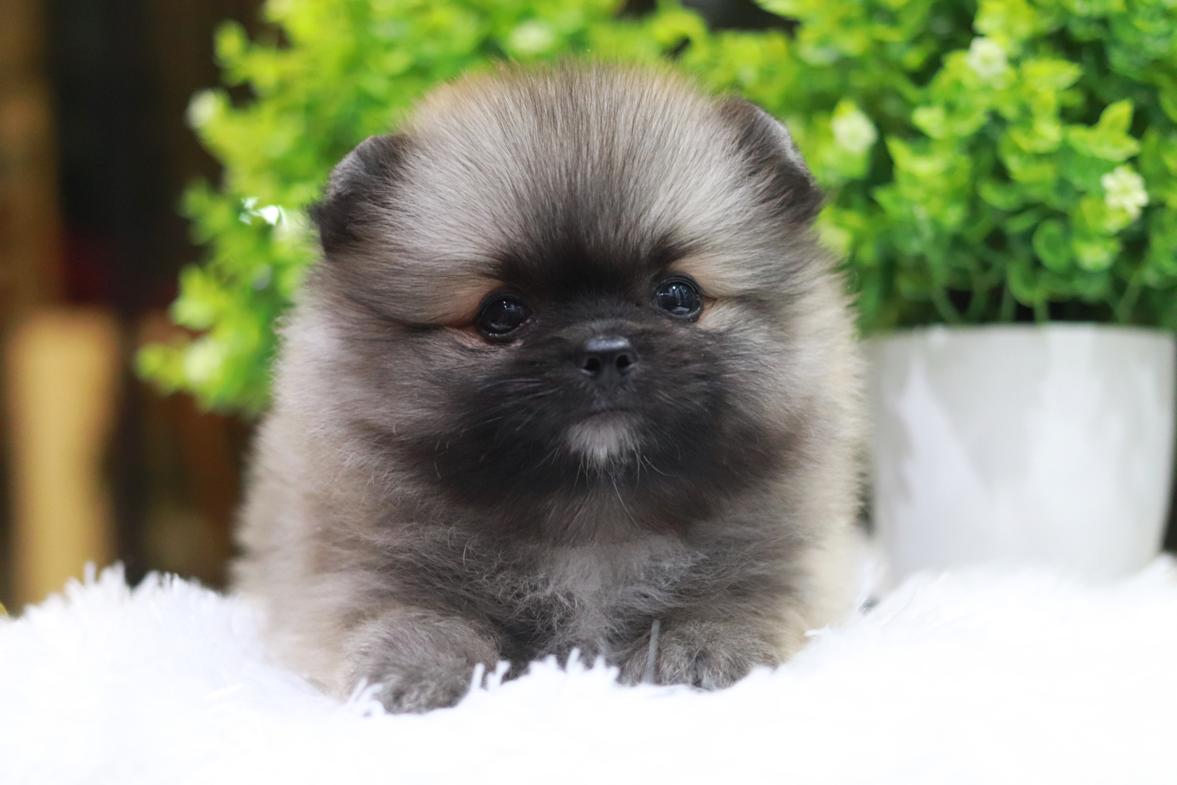 ปอมเมอเรเนียน เพศผู้ ขนแน่นเตี้ยสั้นไซส์เล็ก