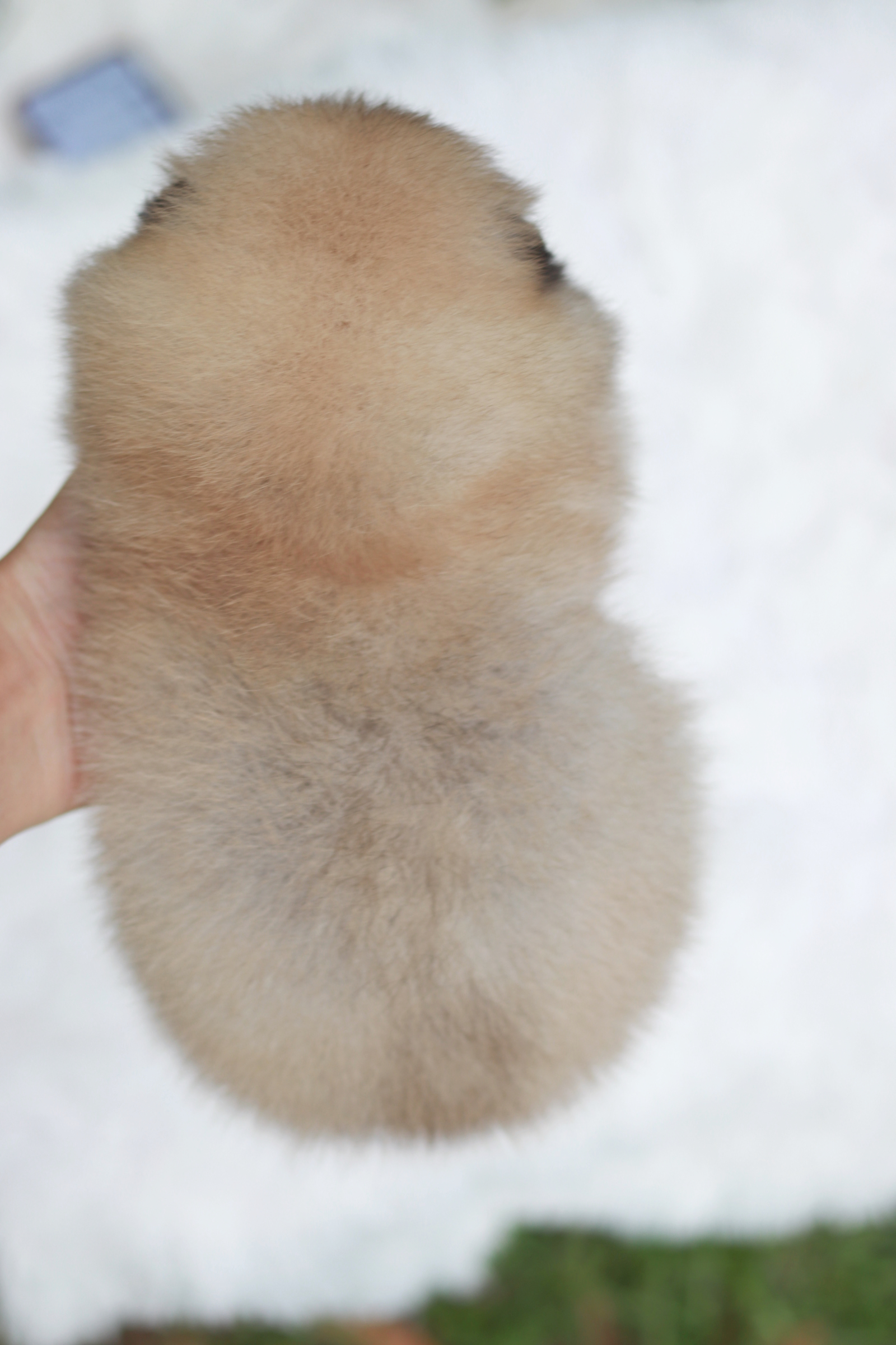 ปอมเมอเรเนียน เพศเมียหน้าตุ๊กตา ขนแน่น