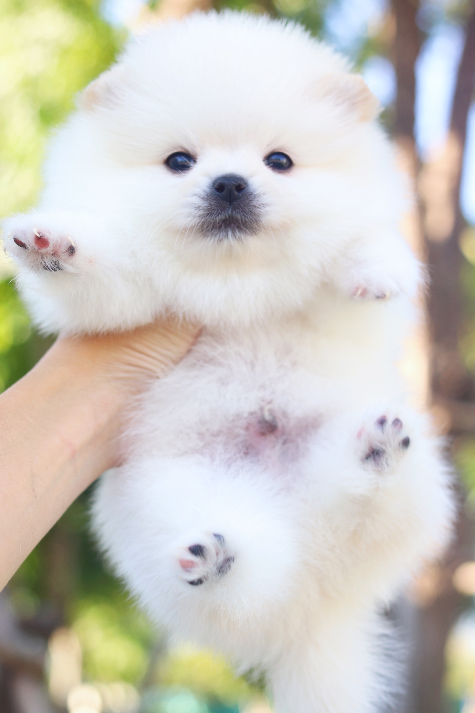 ปอมเมอเรเนียน เพศผู้ สีขาวครีม เกรดโชว์