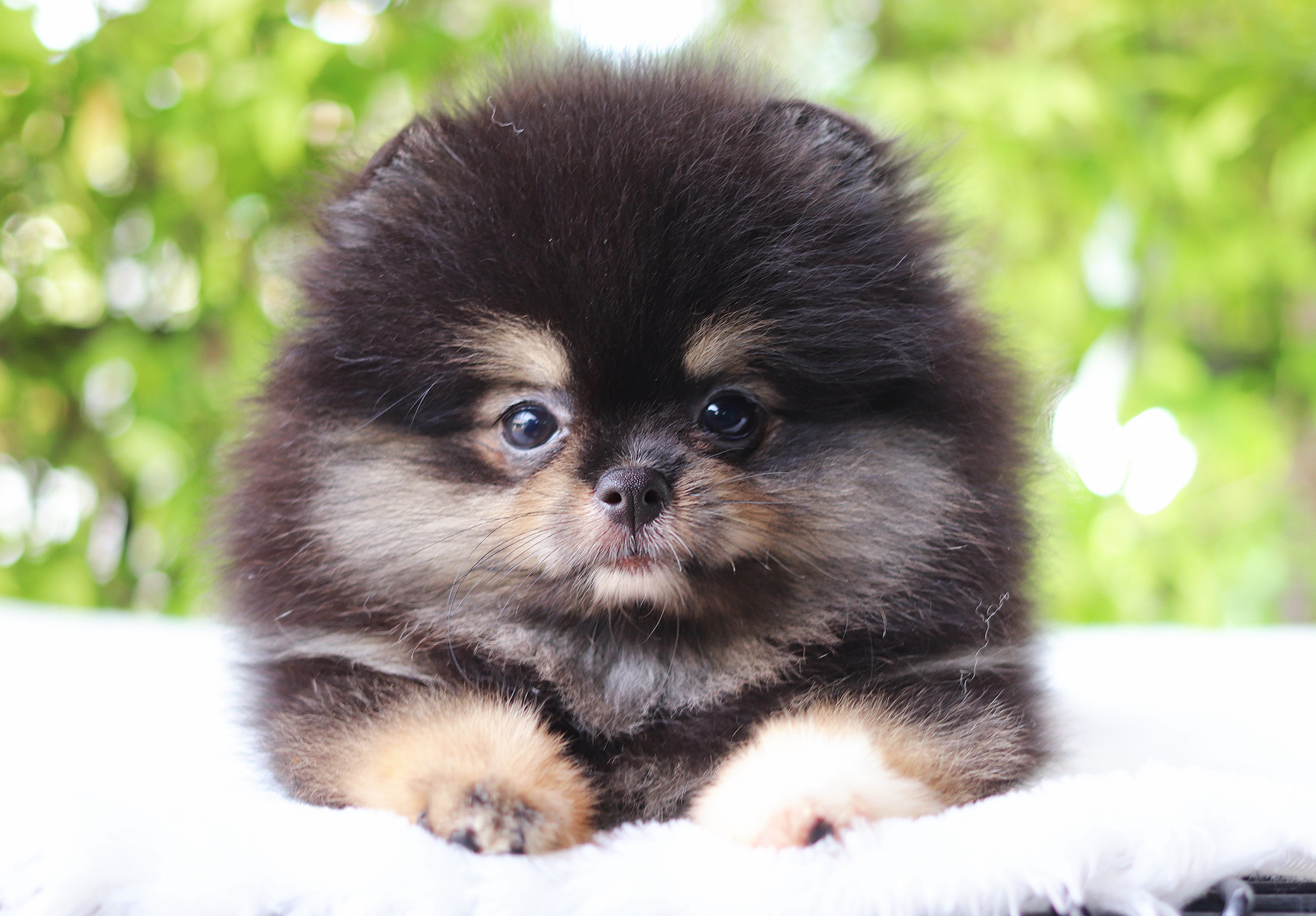 ปอมเมอเรเนียน เพศเมียสีแบล็คแทน