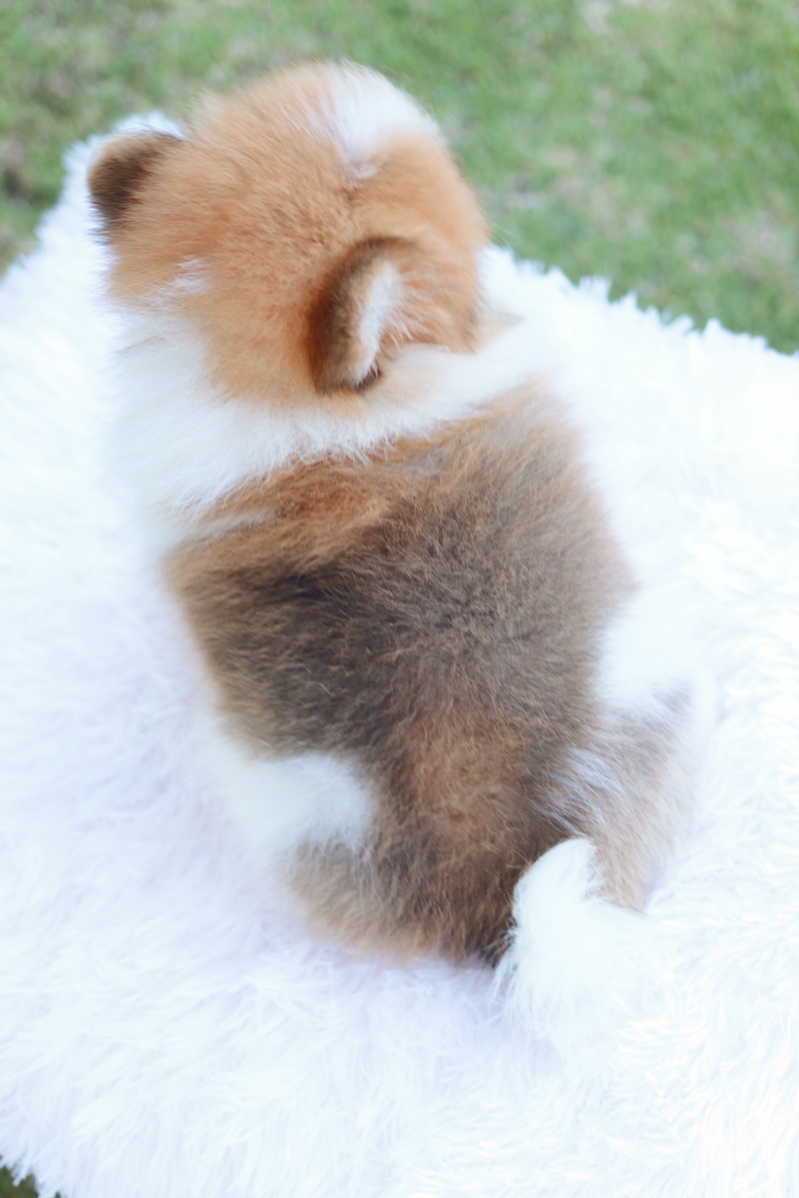 ปอมเมอเรเนียน เพศผู้ สีแฟนซี