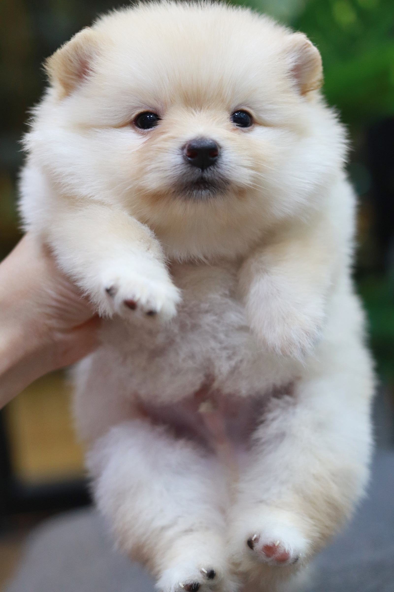 ปอมเมอเรเนียน เพศผู้