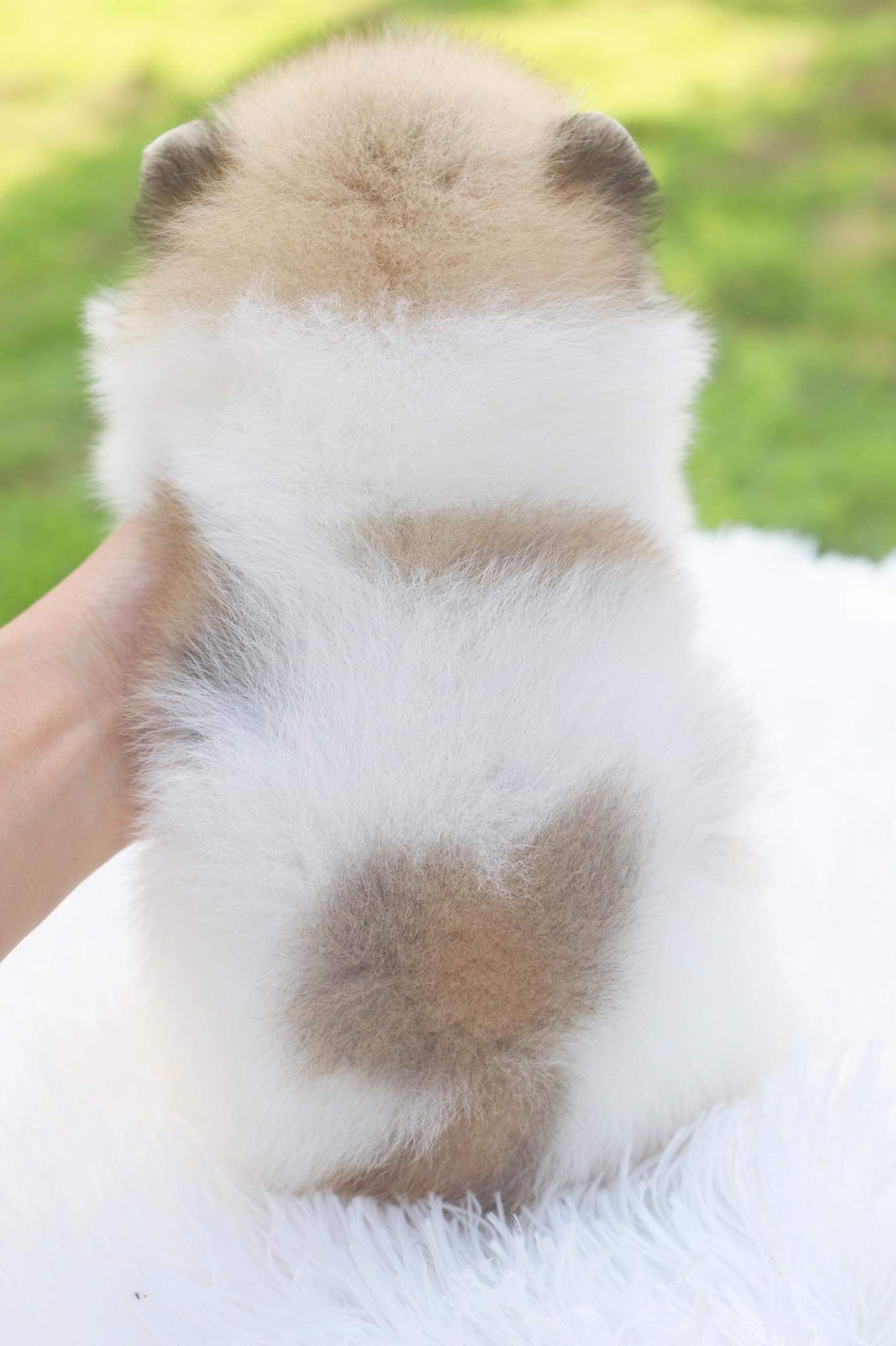 ปอมเมอเรเนียน เพศผู้ แฟนซี