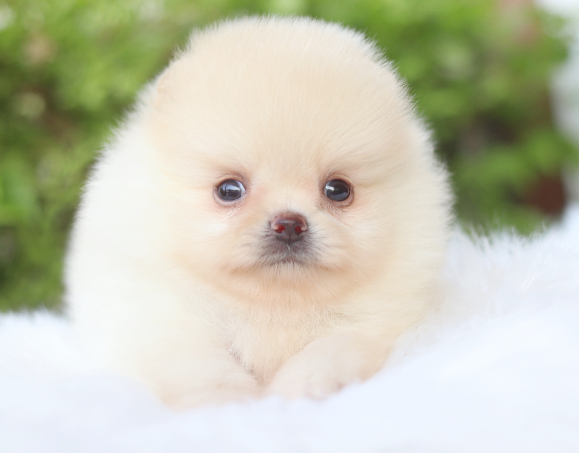 ปอมเมอเรเนียน เพศผู้สีครีม