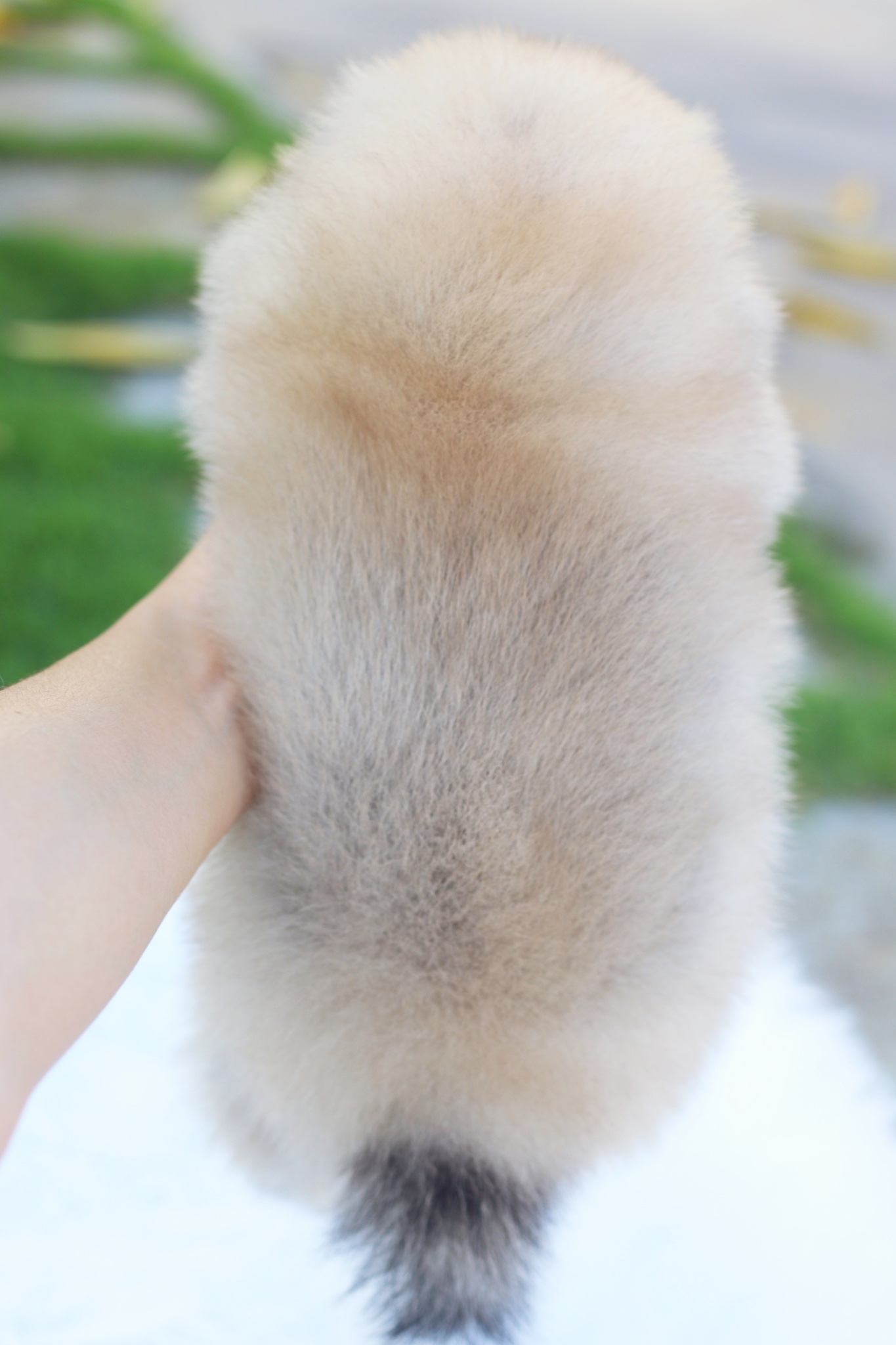 ปอมเมอเรเนียน เพศผู้สีส้ม