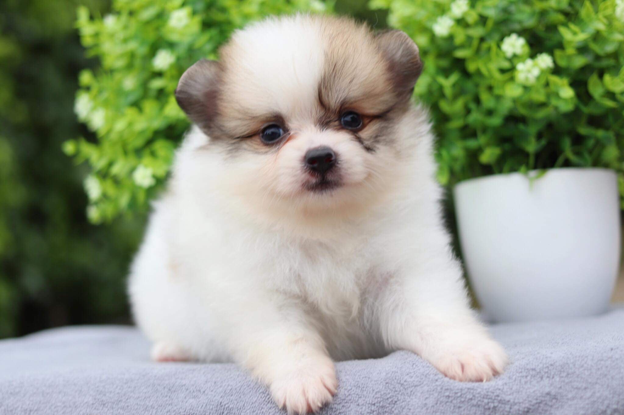 ปอมเมอเรเนียน เพศผู้