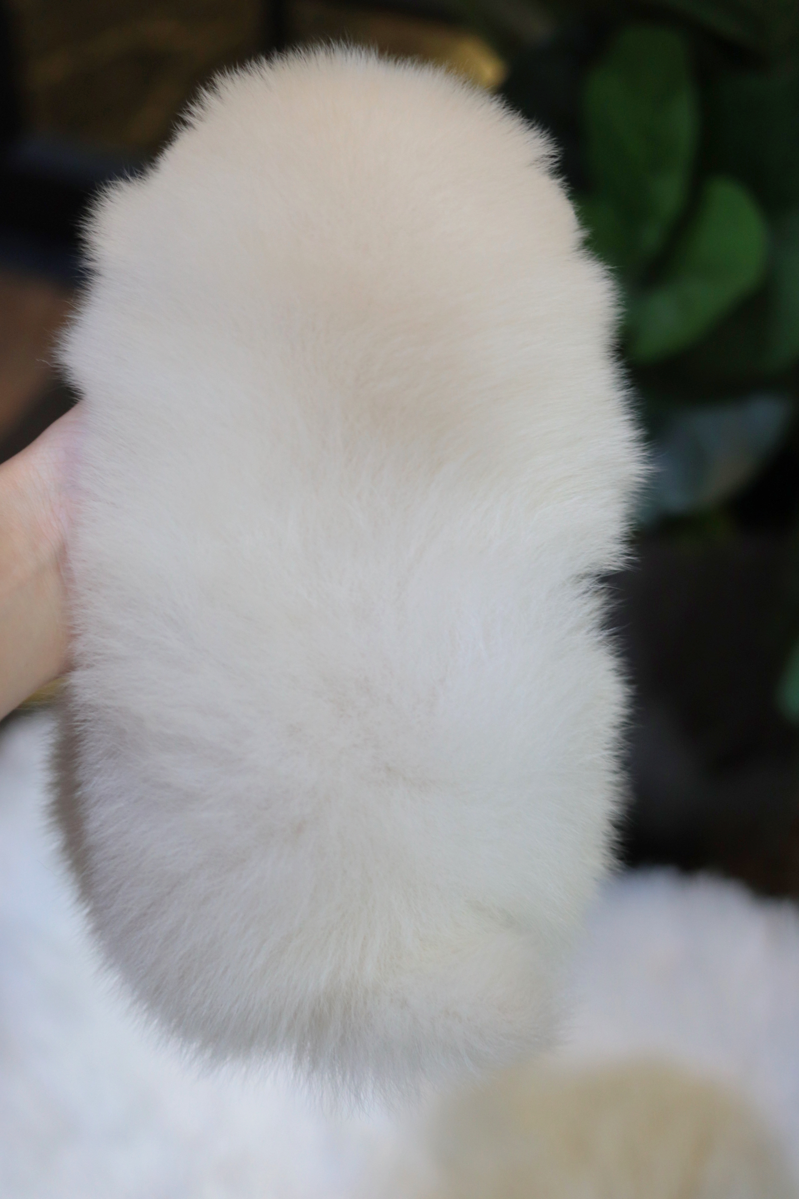 ปอมเมอเรเนียน เพศเมียสีขาวครีมเกรดโชว์