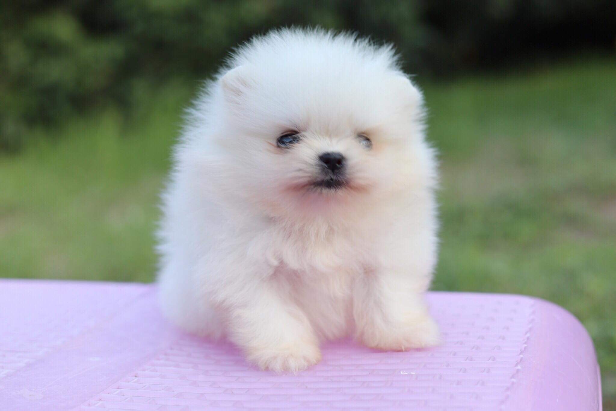 ปอมเมอเรเนียน เพศเมียทีคัพ