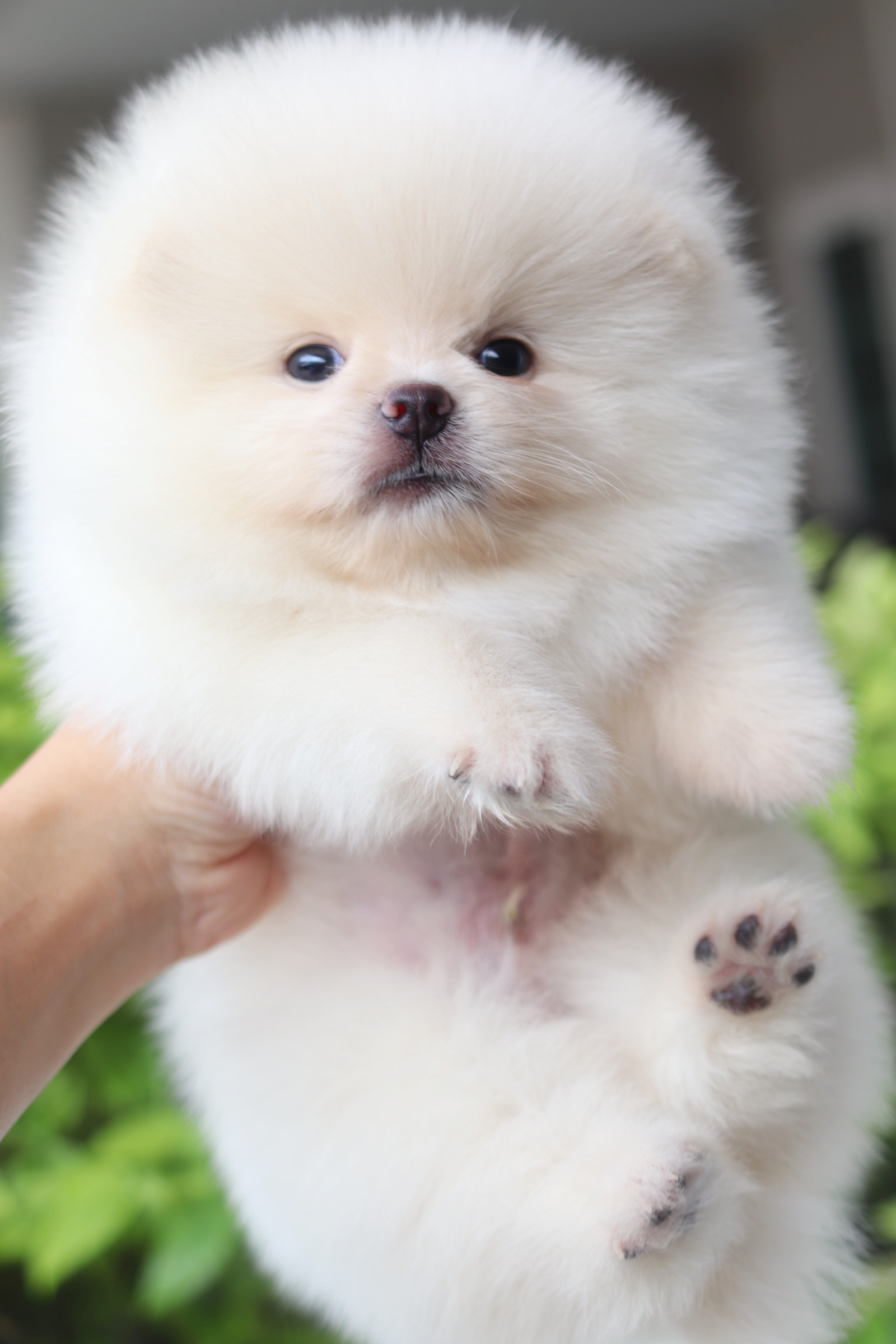 ปอมเมอเรเนียน เพศผู้สีขาวครีม เกรดโชว์