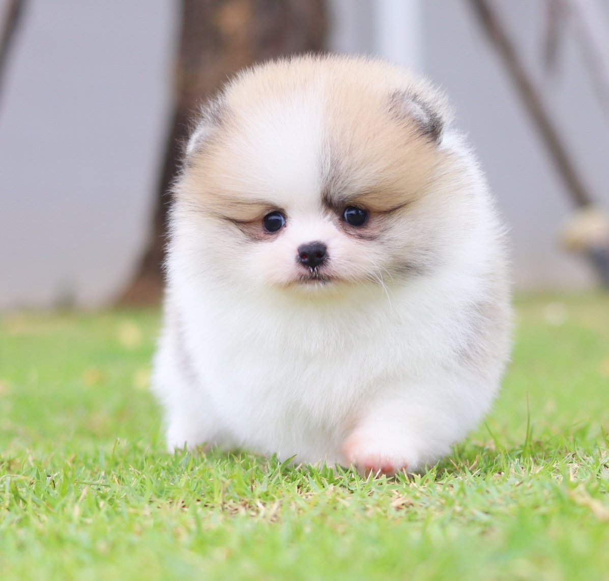 ปอมเมอเรเนียน เพศผู้ สีแฟนซีเกรดโชว์