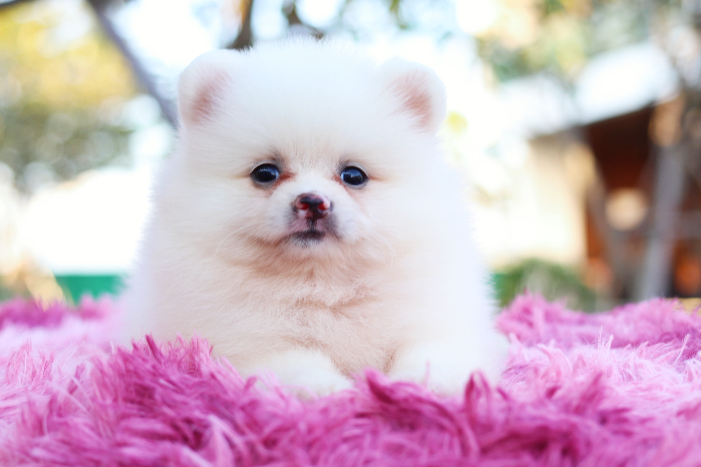 ปอมเมอเรเนียน เพศเมีย สีขาวครีม หน้าฟ็อก