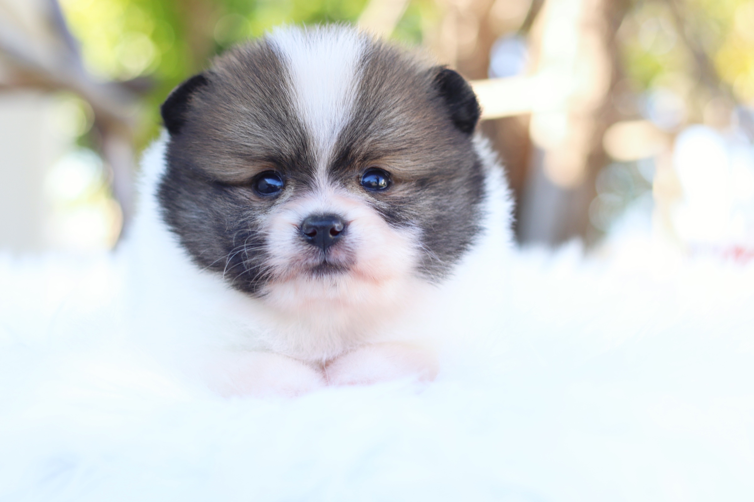 ปอมเมอเรเนียน เพศผู้ สีแฟนซี