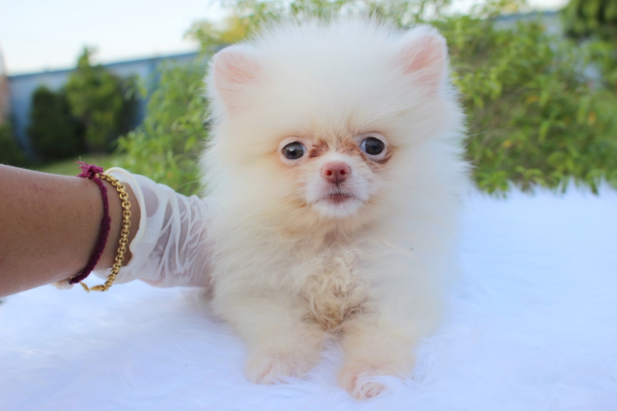 ปอมเมอเรเนียน เพศเมียทีคัพ