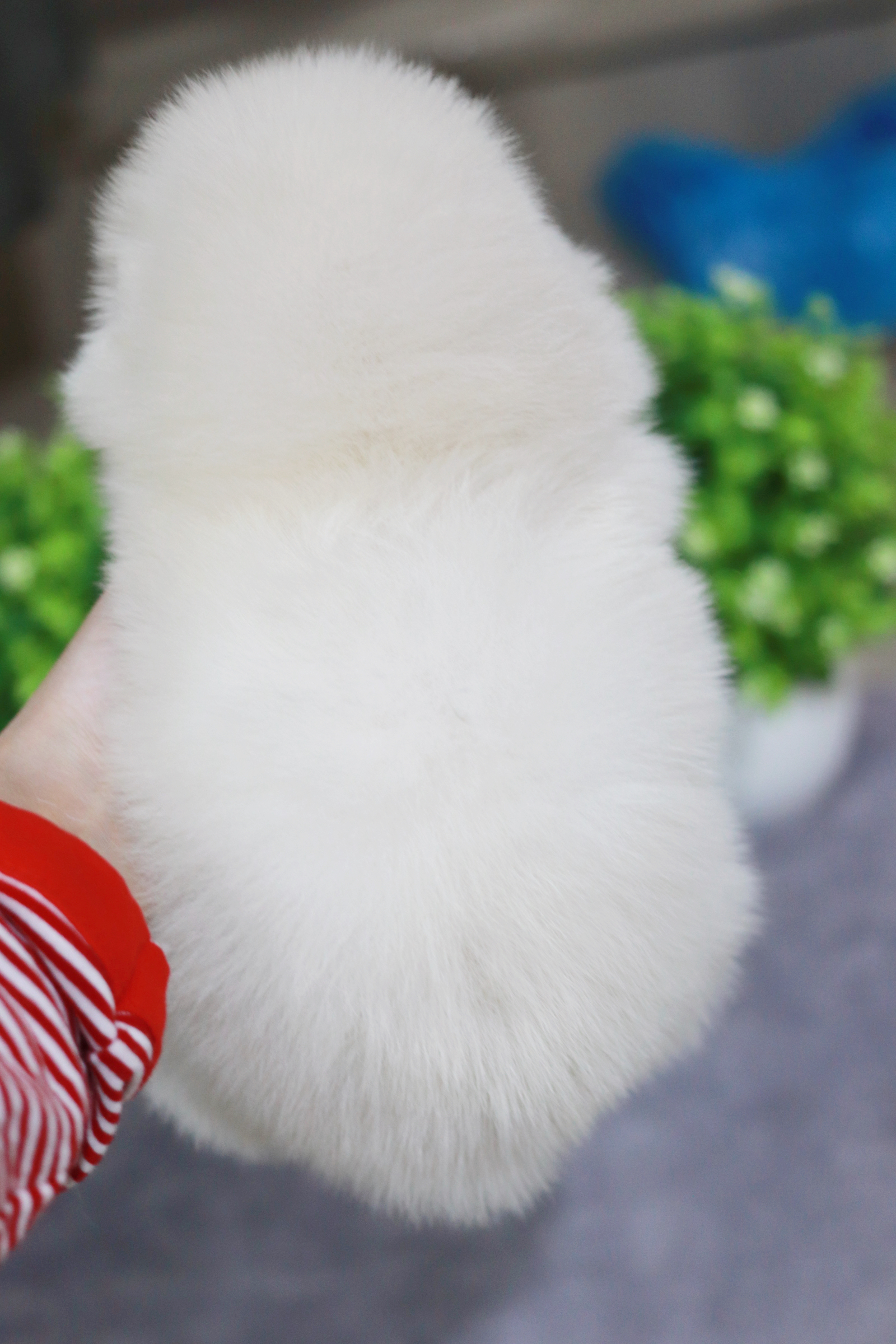 ปอมเมอเรเนียน เพศเมีย