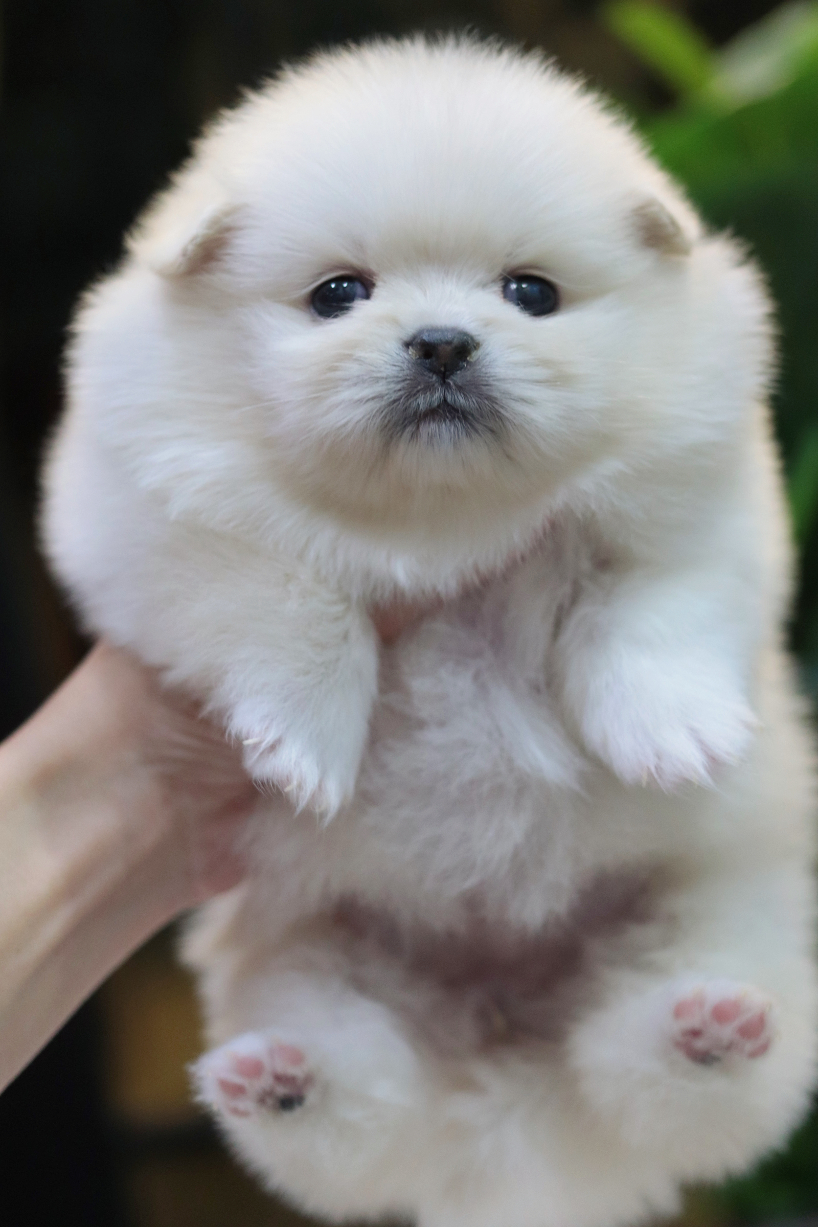 ปอมเมอเรเนียน เพศเมียสีขาวครีม