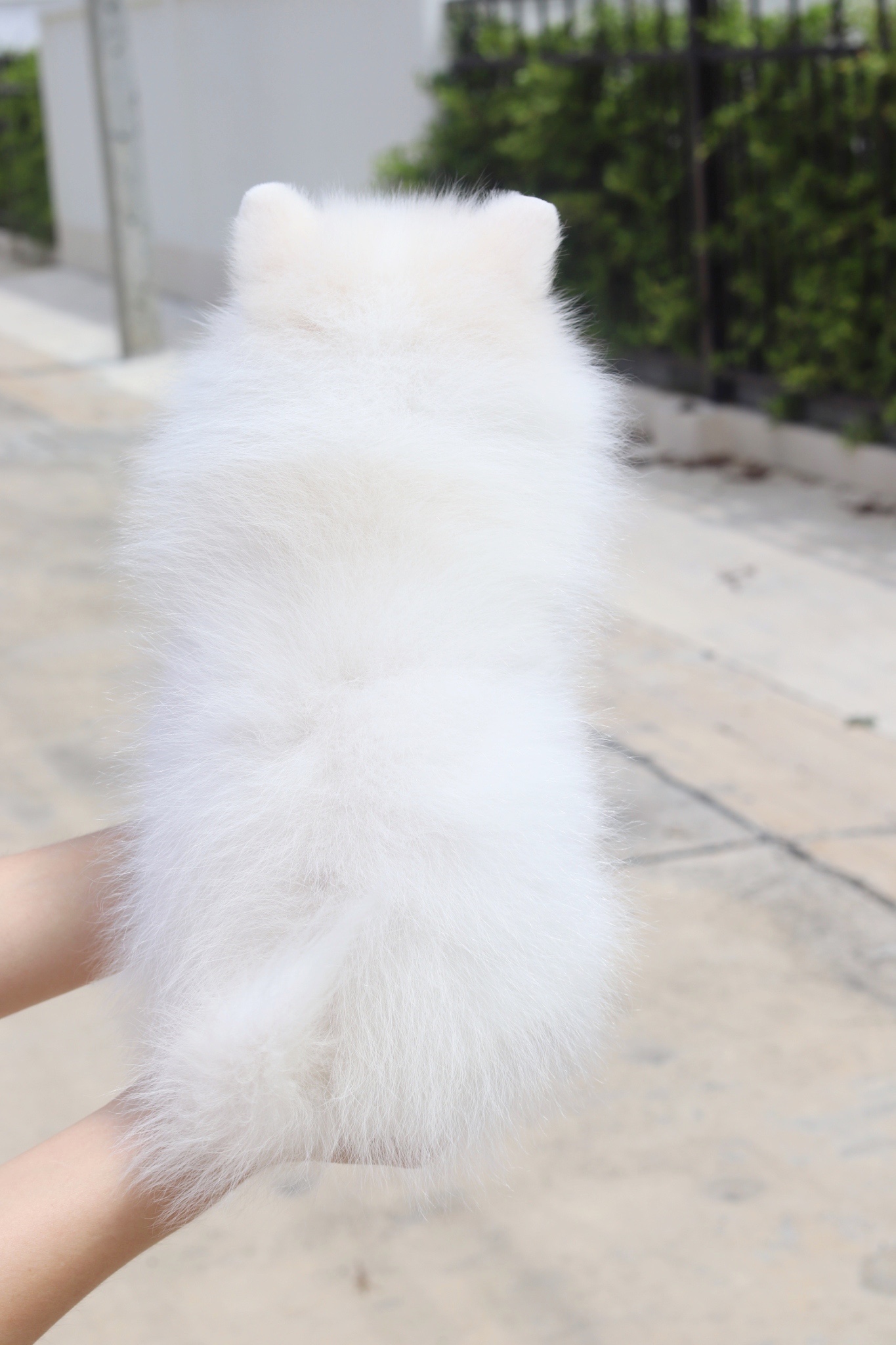 ปอมเมอเรเนียน เพศผู้สีขาวครีม