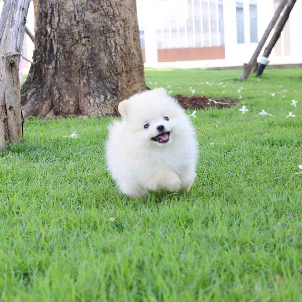 ปอมเมอเรเนียน เพศผู้