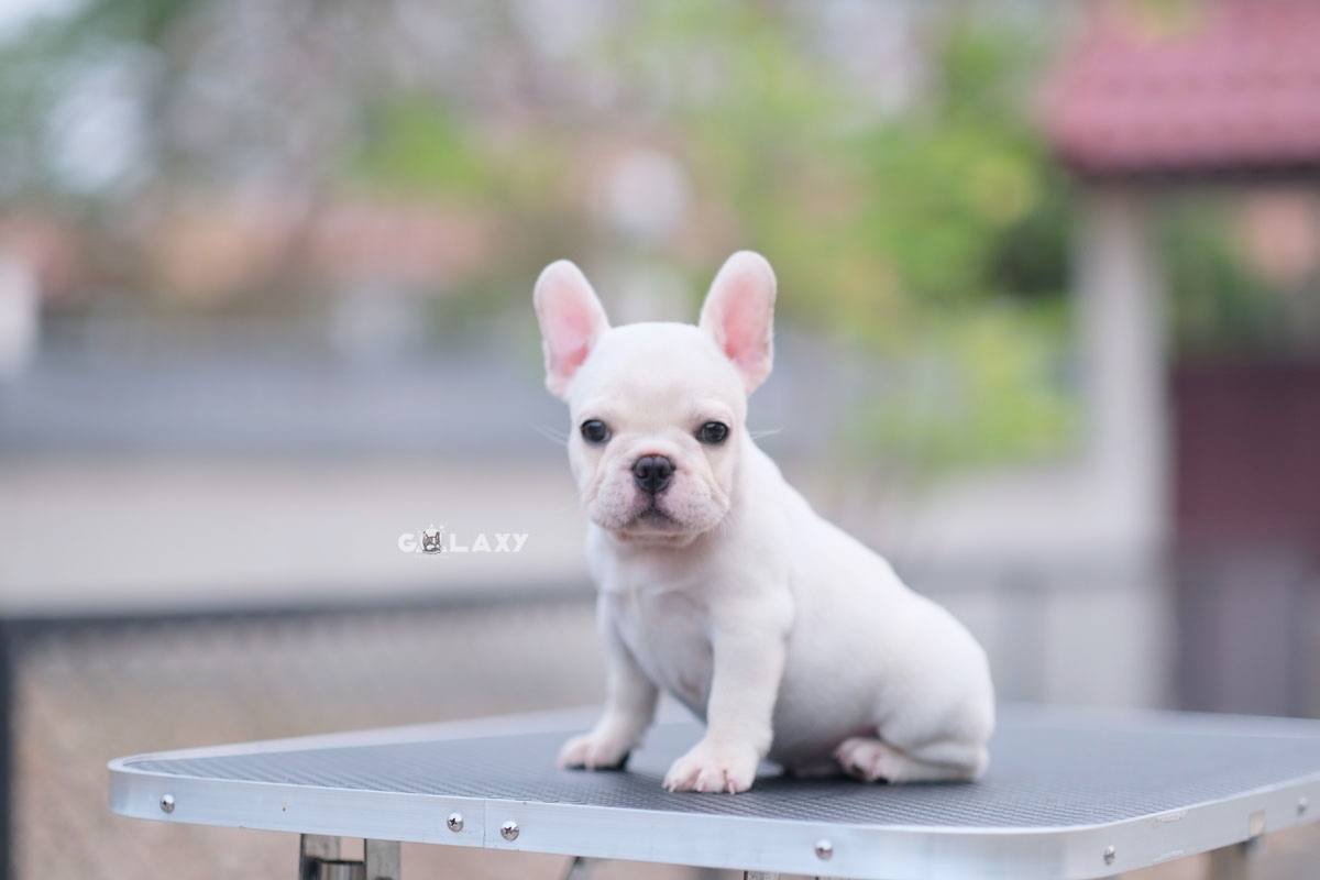 หนุ่มน้อยสีขาวครีม อารมณ์ดียิ้มเก่ง ใครได้ไปเลี้ยงมีความสุขแน่นอนค่ะ , ได้รับการฉีดวัคซีนรวมป้องกัน5โรค , ถ่ายพยาธิตามกำหนด ก่งต่าอนการส่งมอบ , มีบริการส่งน้องจังหวัด , สุนัขร่างกายสมบูรณ์แข็งแรง สุขภาพจิตดีทุกตัว 092-991-8888