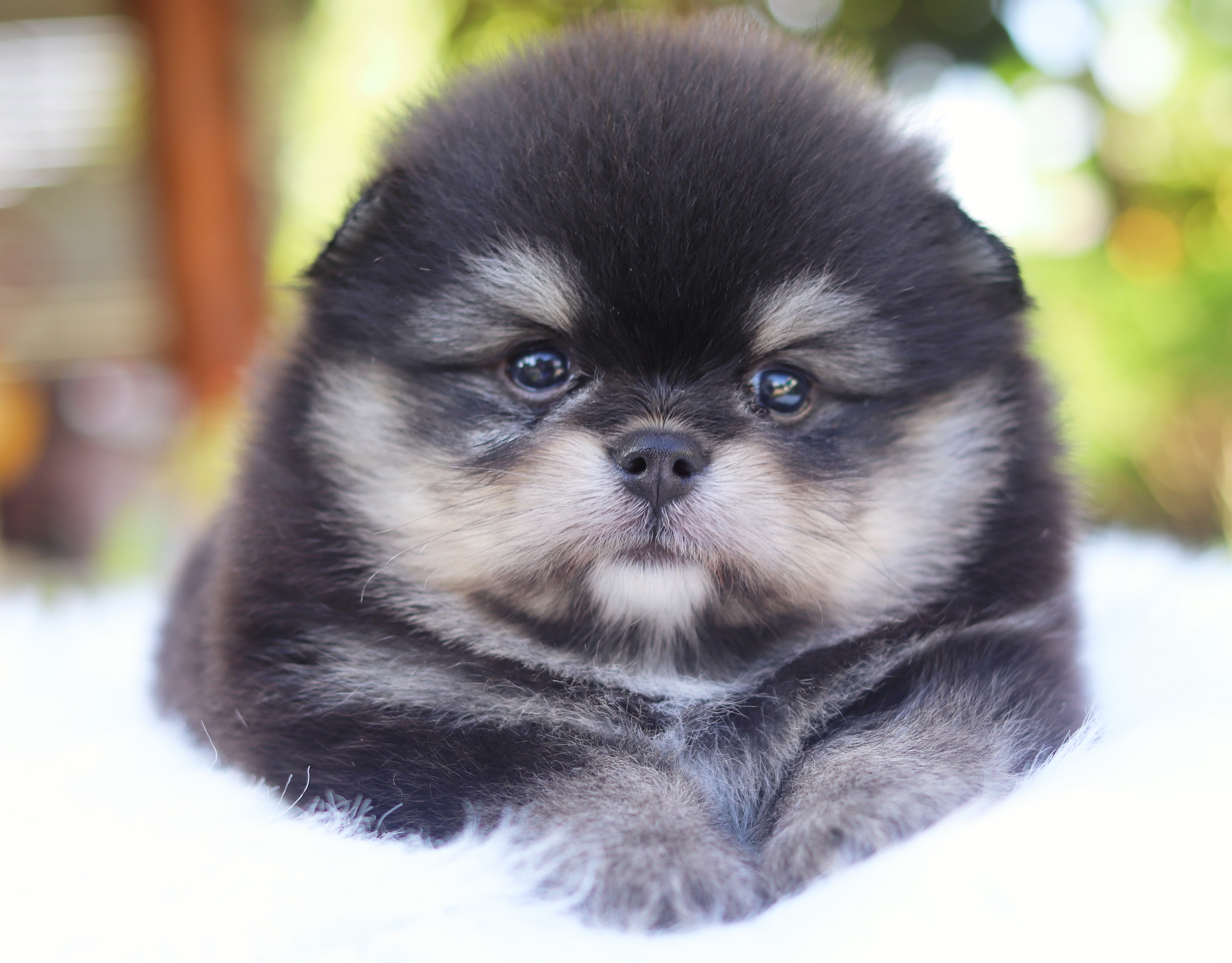 ปอมเมอเรเนียน เพศผู้ สีแบล็คแทน