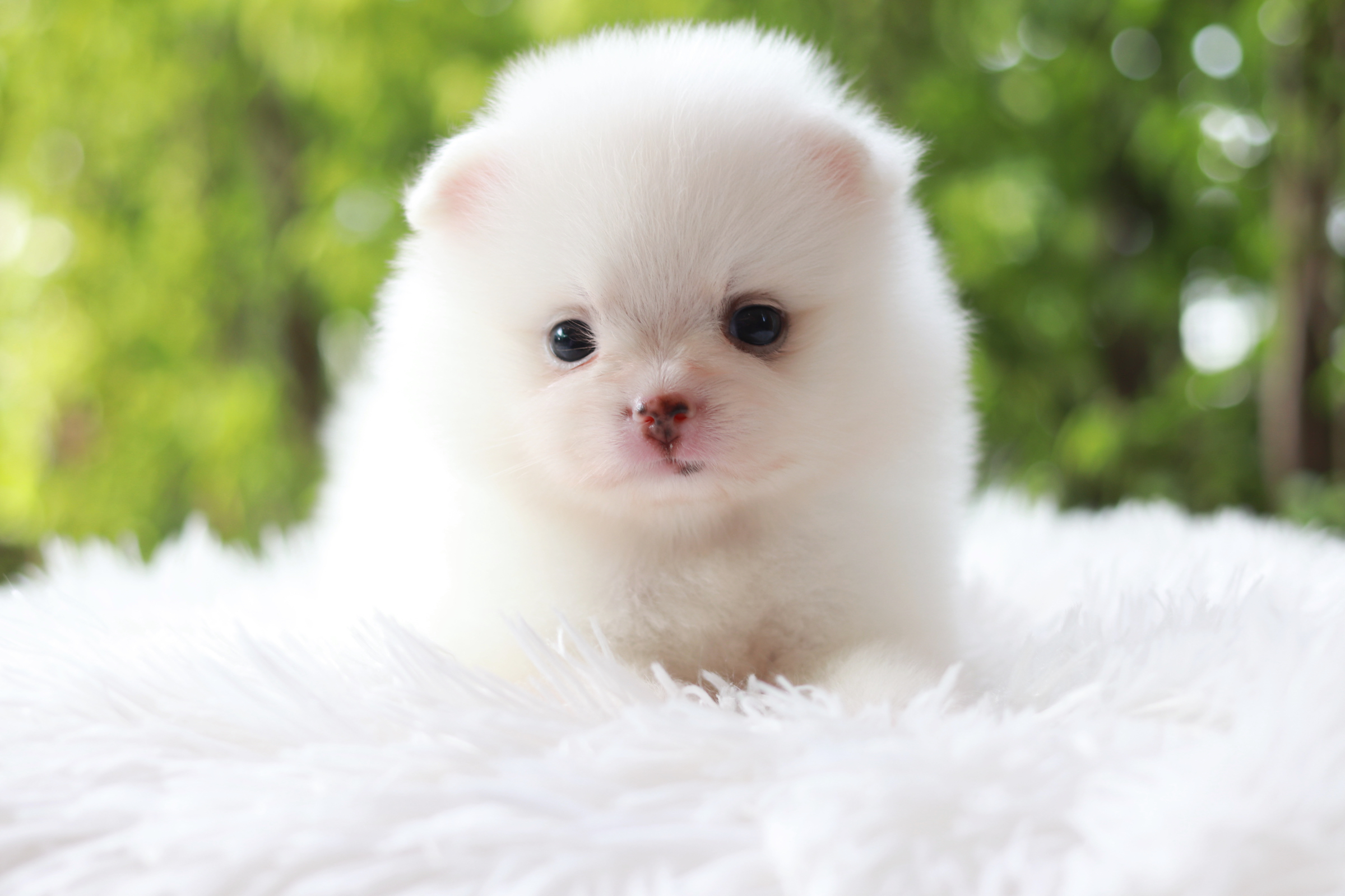 ปอมเมอเรเนียน เพศเมียสีขาว