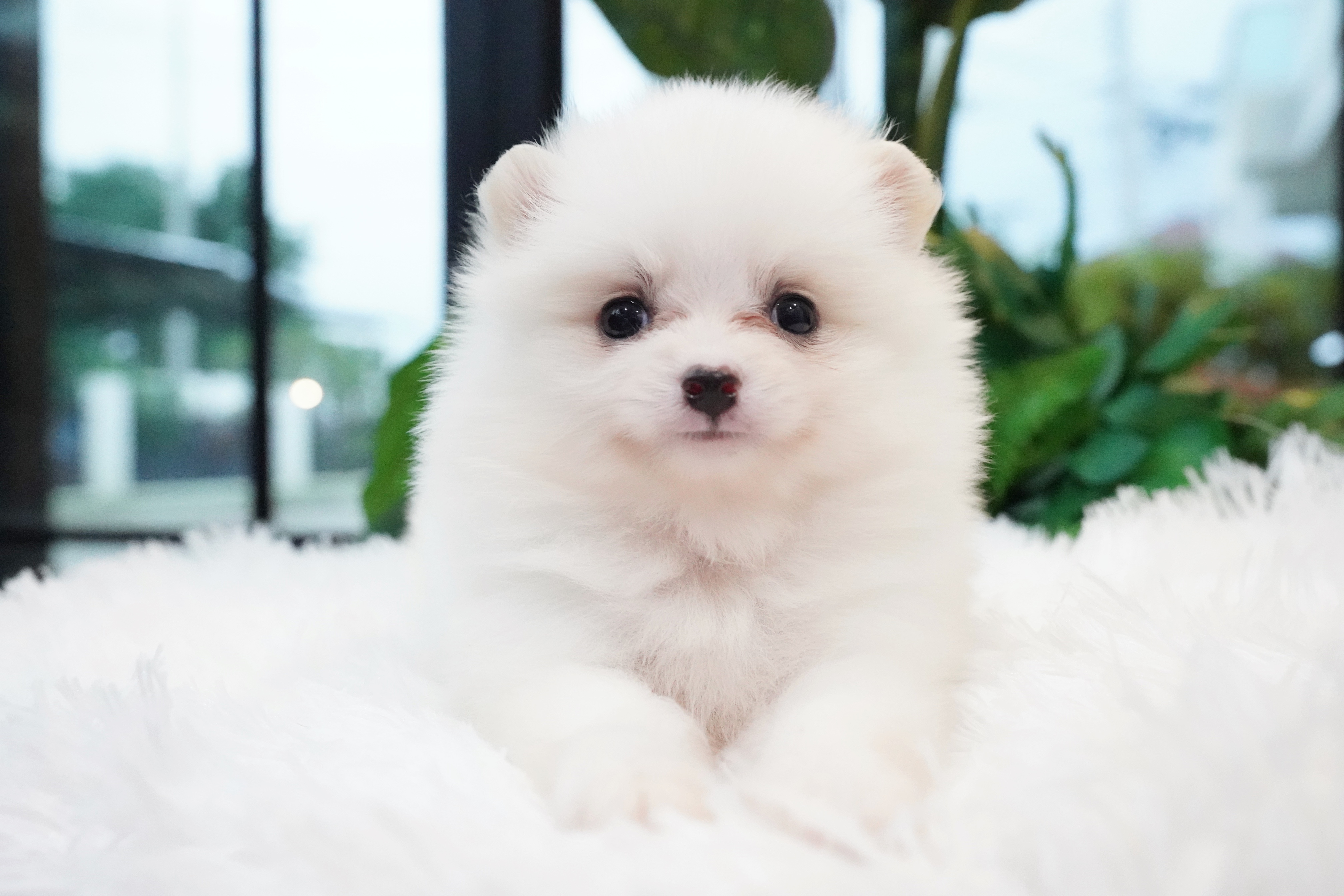 ปอมเมอเรเนียน เพศเมียสีขาวหน้าฟ็อก